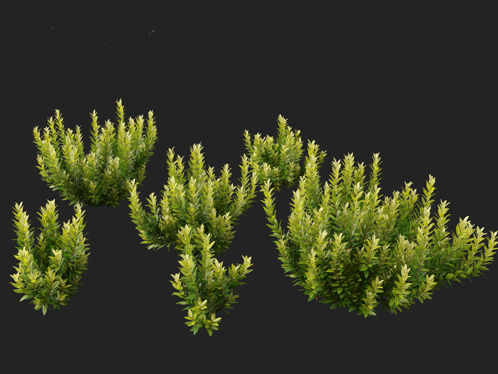 Illicium parviflorum Florida Sunshine 3D model_8