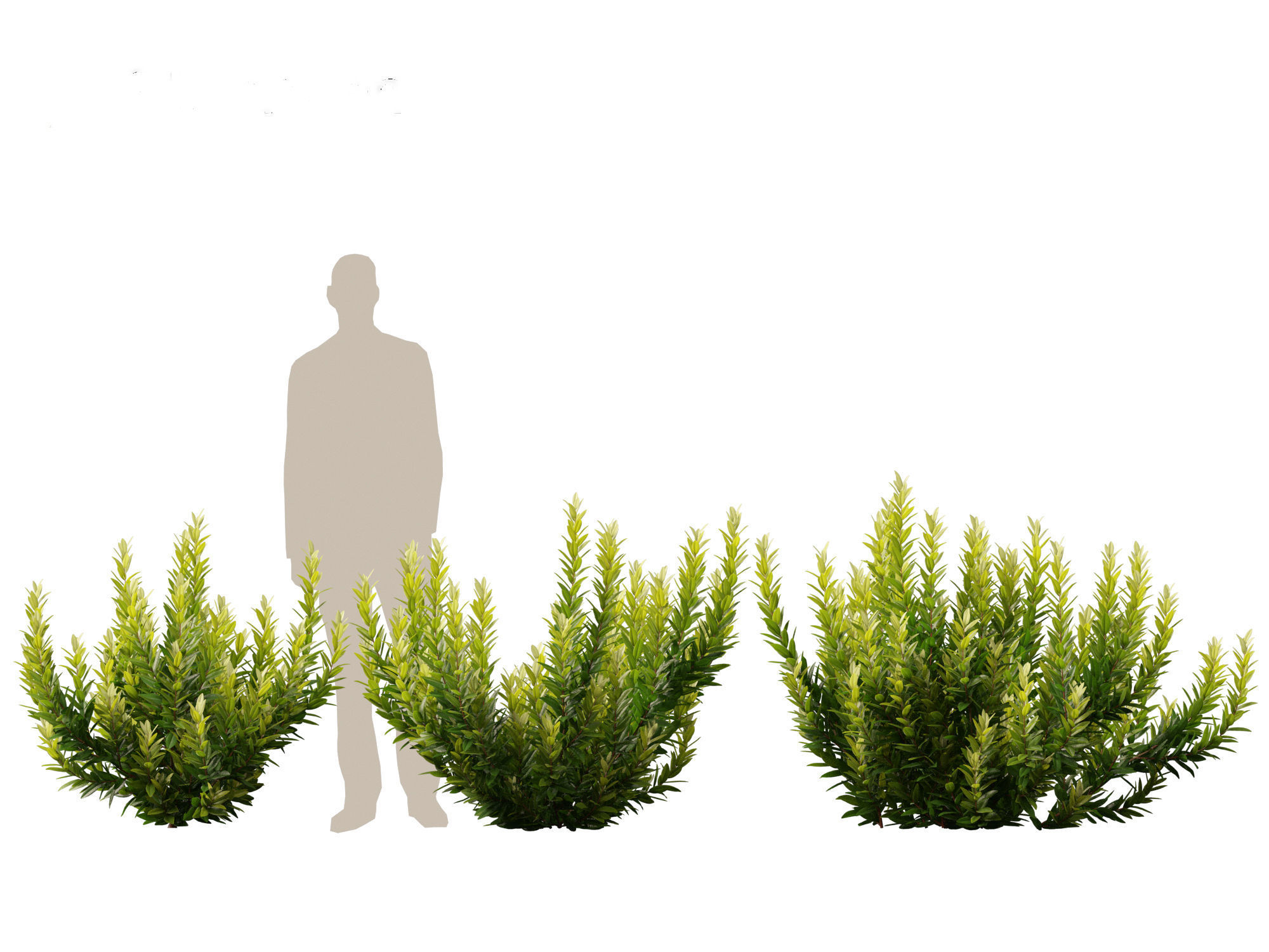 Illicium parviflorum Florida Sunshine 3D model_6