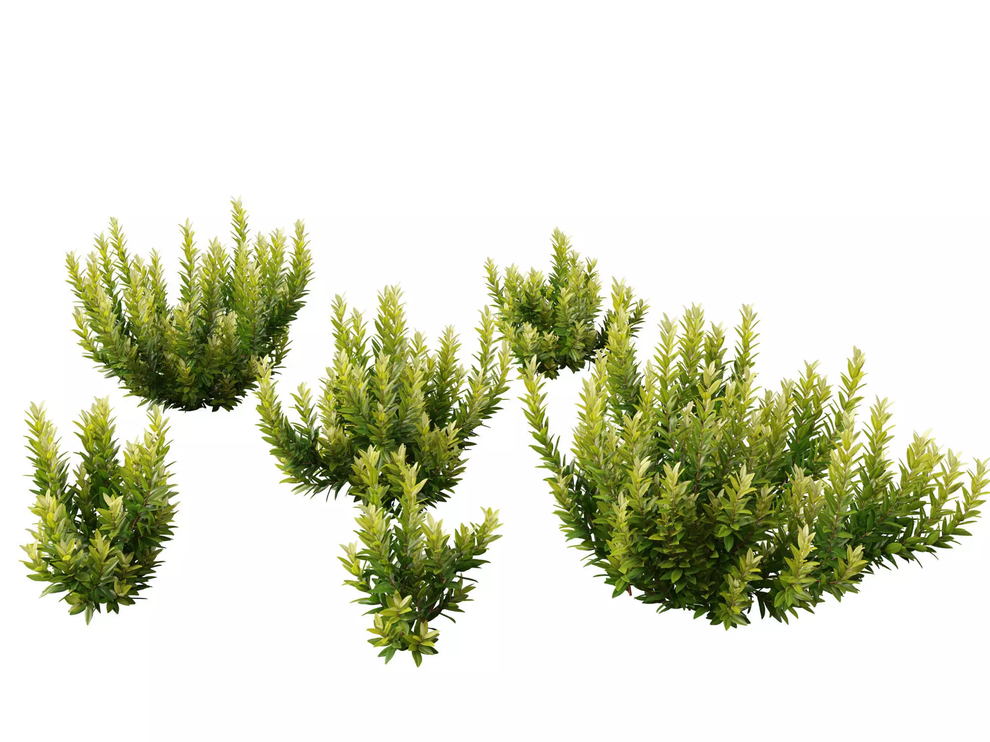 Illicium parviflorum Florida Sunshine 3D model_0