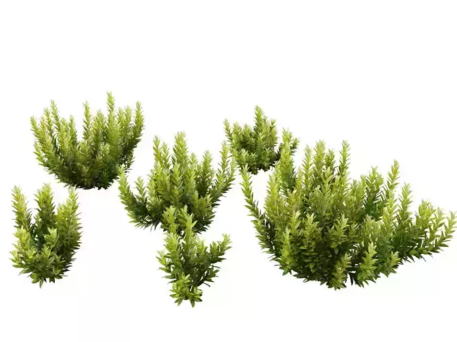 Illicium parviflorum Florida Sunshine