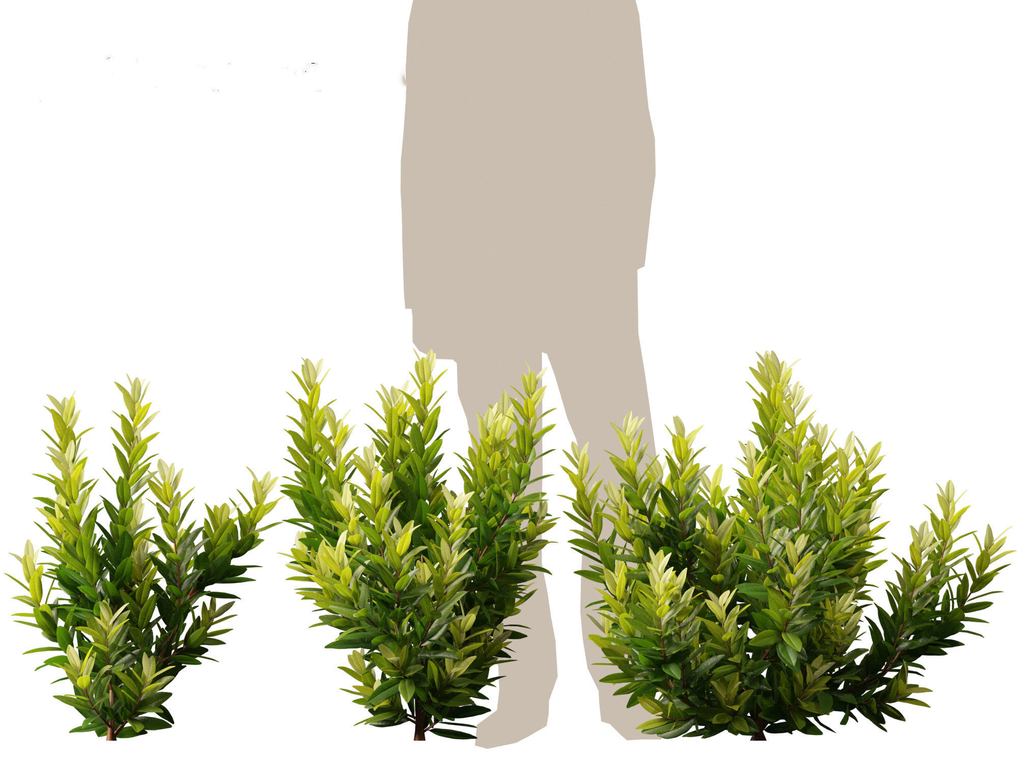 Illicium parviflorum Florida Sunshine 3D model_4