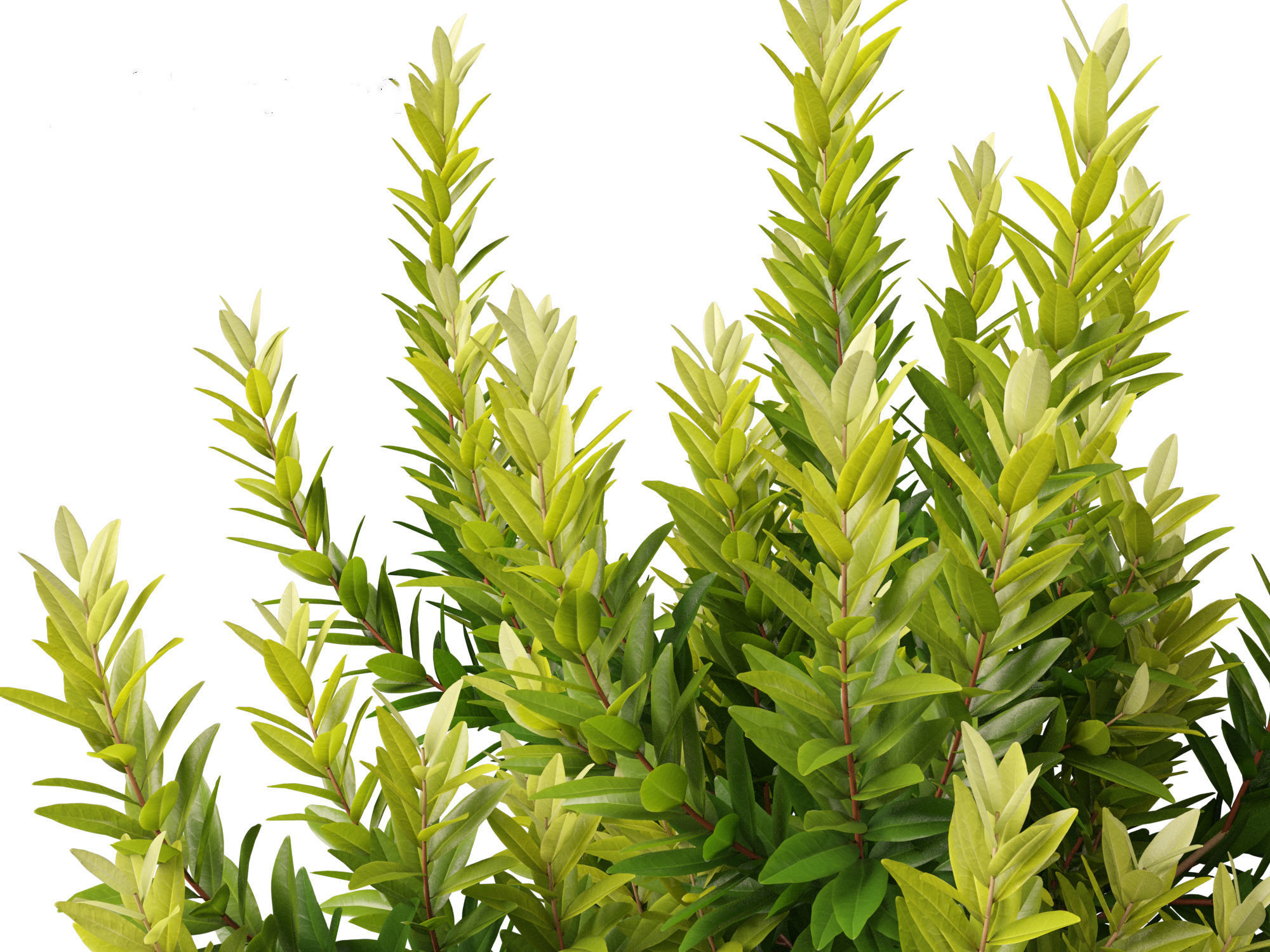 Illicium parviflorum Florida Sunshine 3D model_9