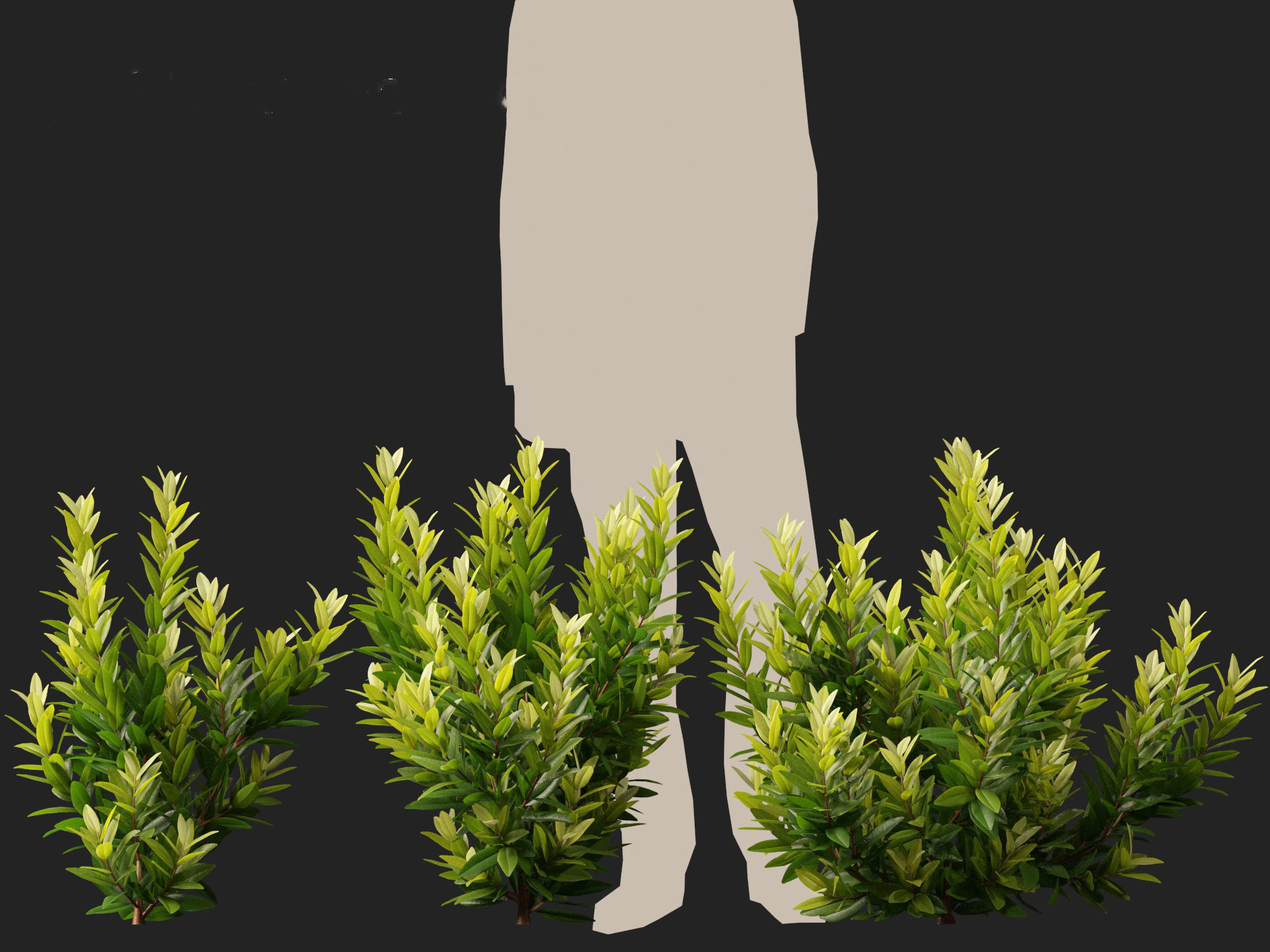 Illicium parviflorum Florida Sunshine 3D model_5