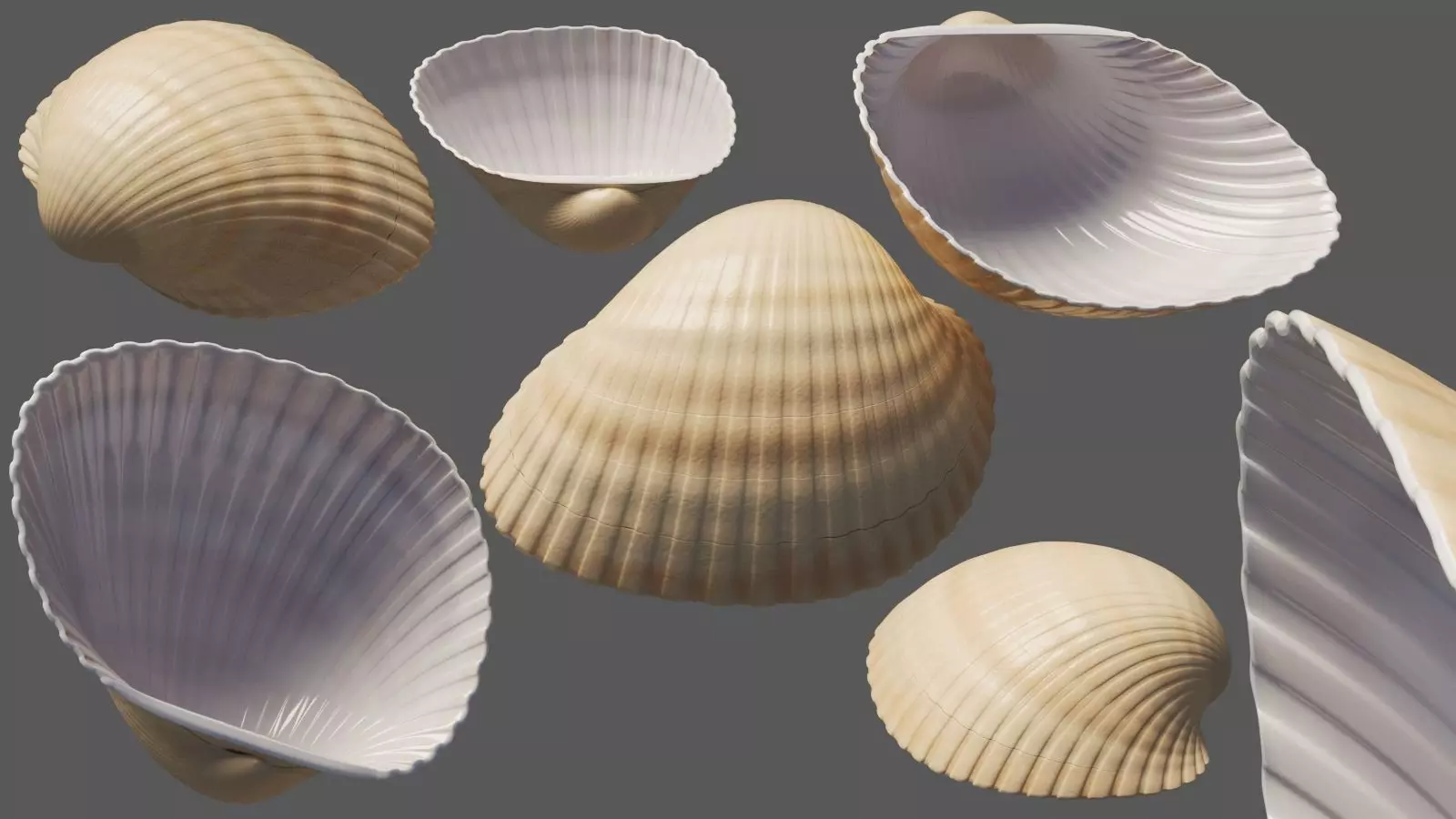 Anadara Seashell 3D model