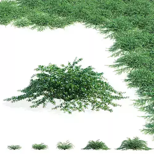 Cotoneaster dammeri coral beauty