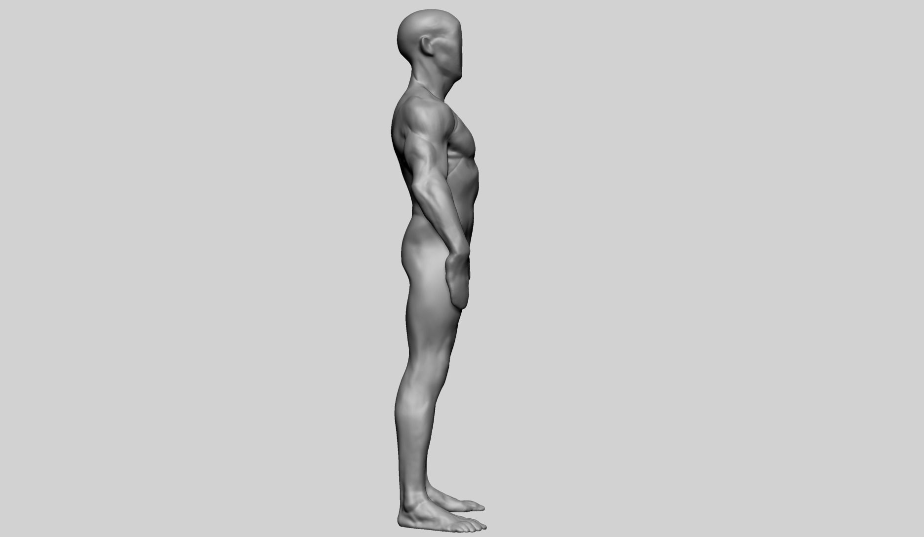 Base Male Anatomy C 3D model_2