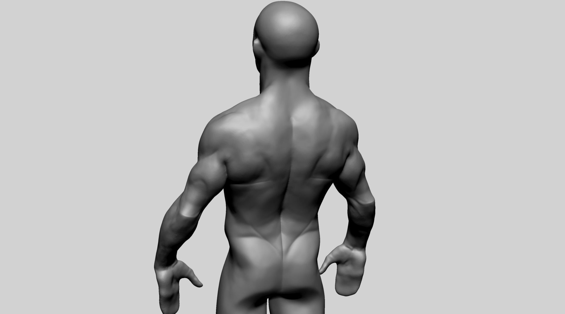 Base Male Anatomy C 3D model_7