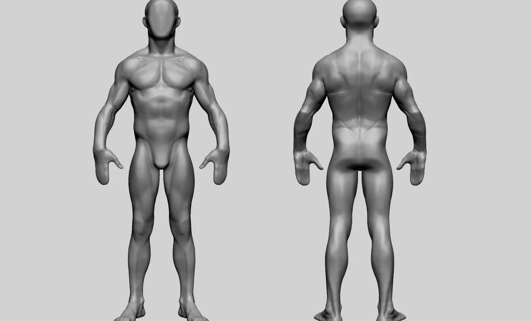 Base Male Anatomy C 3D model_0
