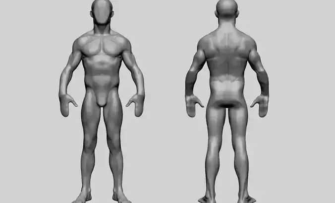 Base Male Anatomy C 3D model