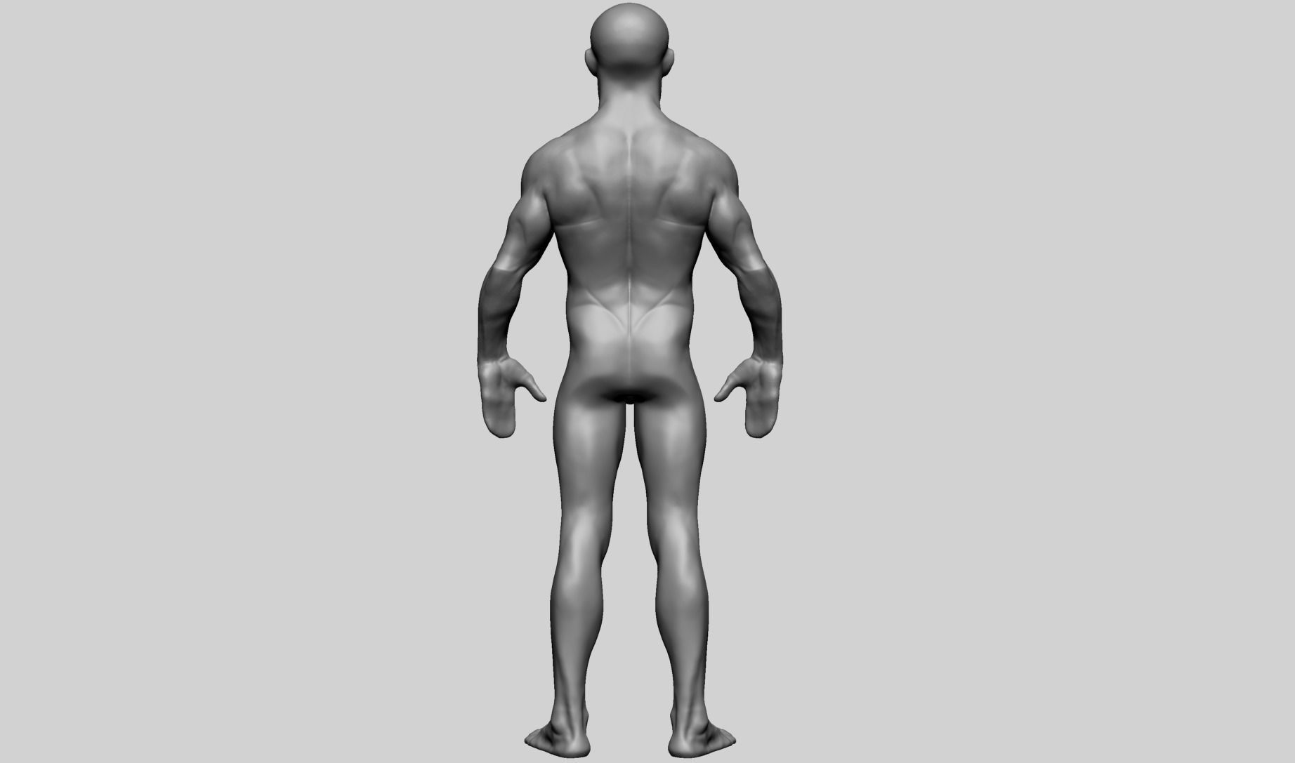 Base Male Anatomy C 3D model_3