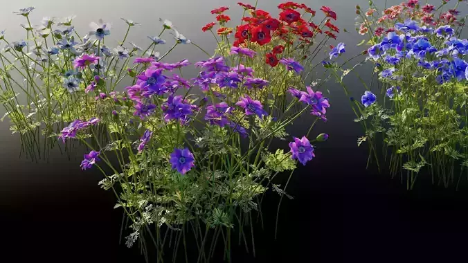 Crown Anemone Flowers