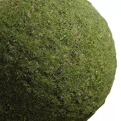 Grass Seamless Texture 2K - EXR 5 - JPG 5 Texture