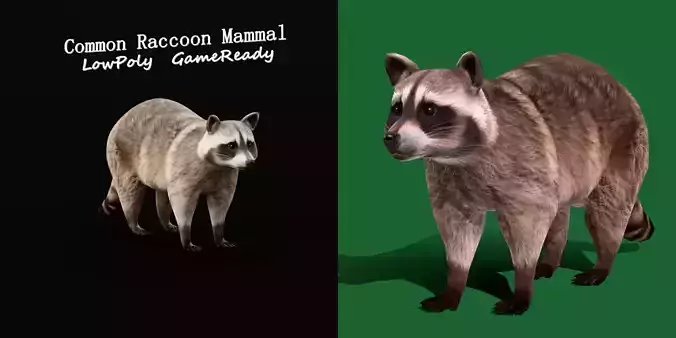 Common Raccoon Mammal Low-poly 3D model