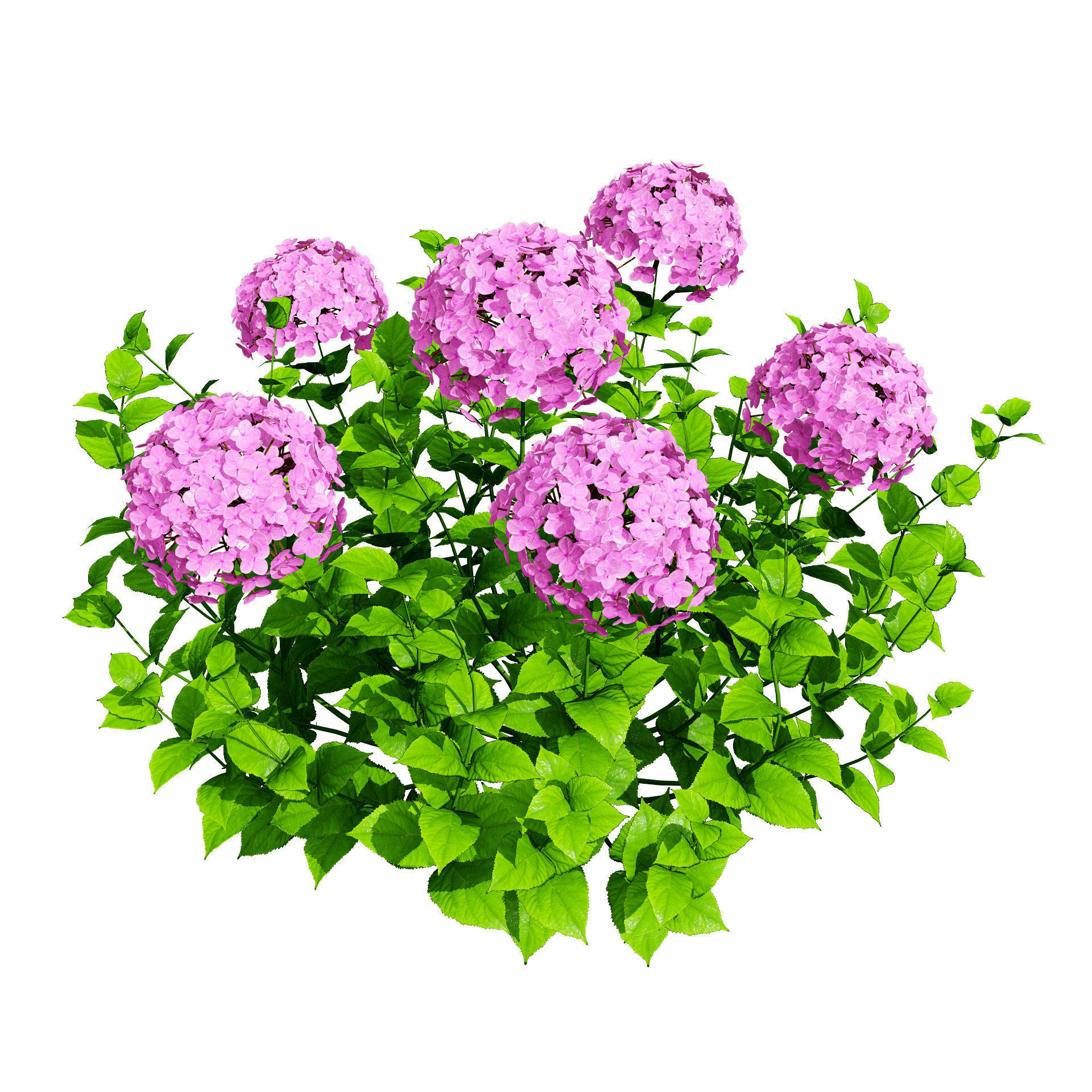 Big Daddy Hydrangea flower shrub with free tutorial Low-poly 3D model_6