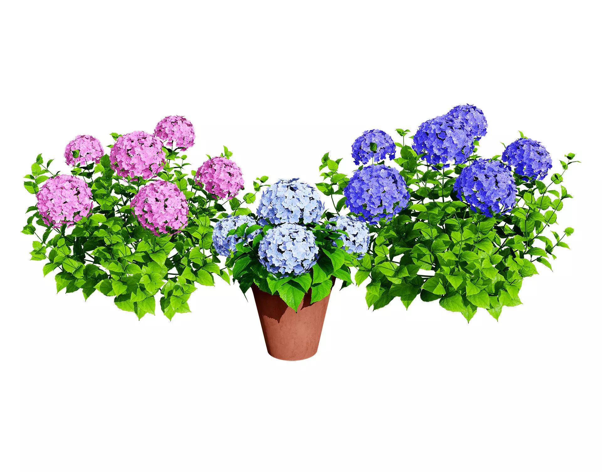 Big Daddy Hydrangea flower shrub with free tutorial Low-poly 3D model_0