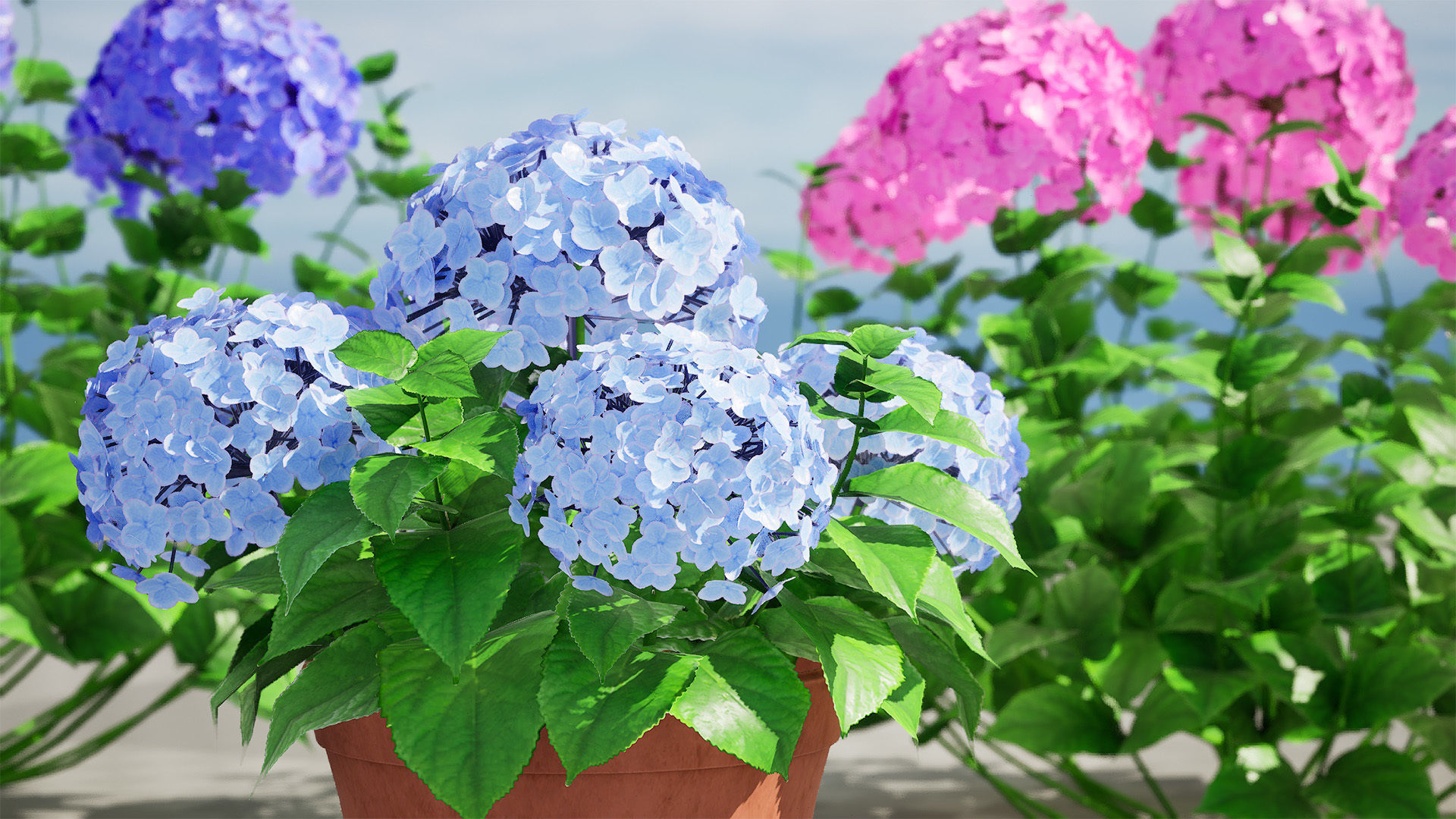 Big Daddy Hydrangea flower shrub with free tutorial Low-poly 3D model_9