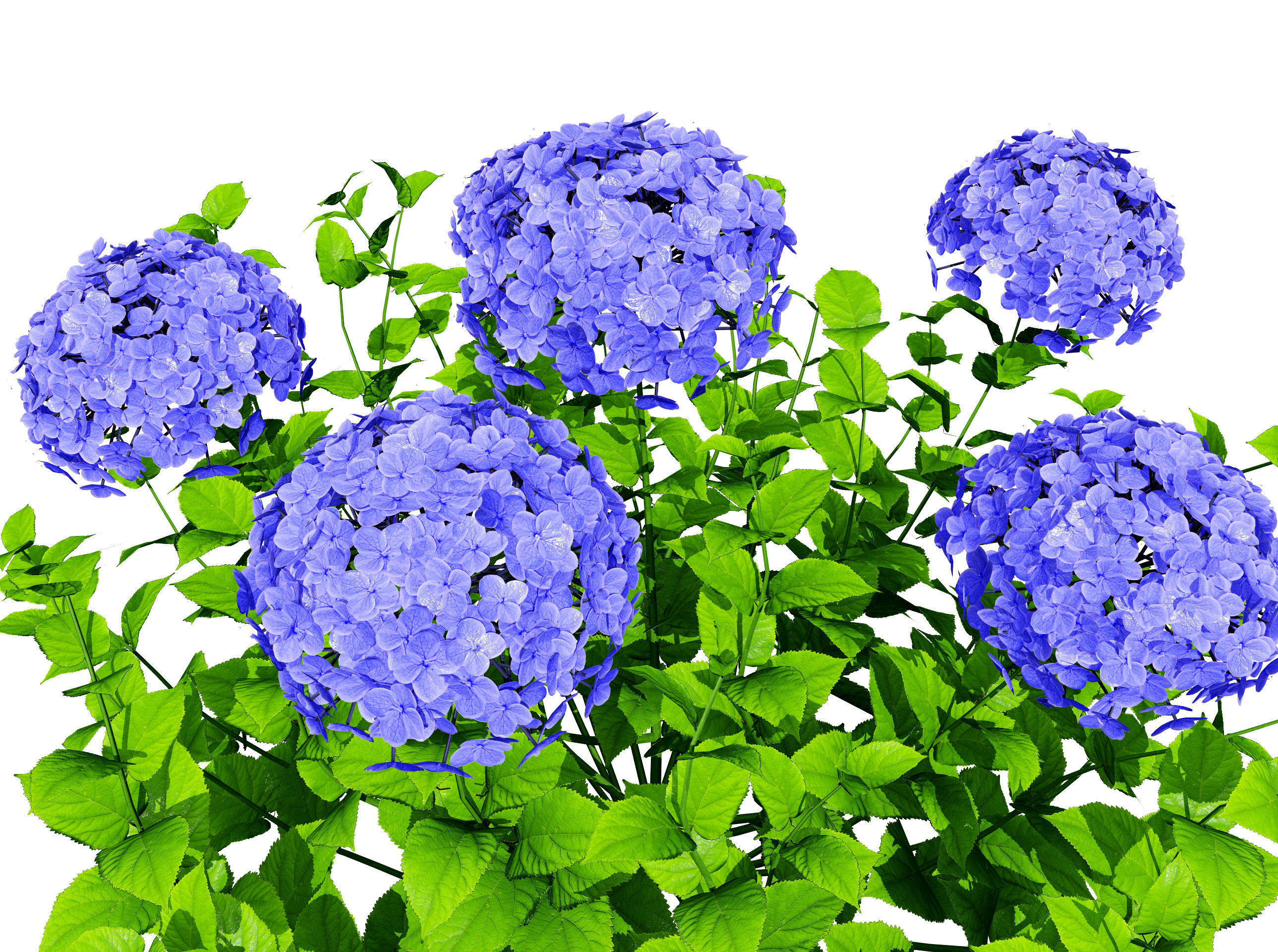 Big Daddy Hydrangea flower shrub with free tutorial Low-poly 3D model_4