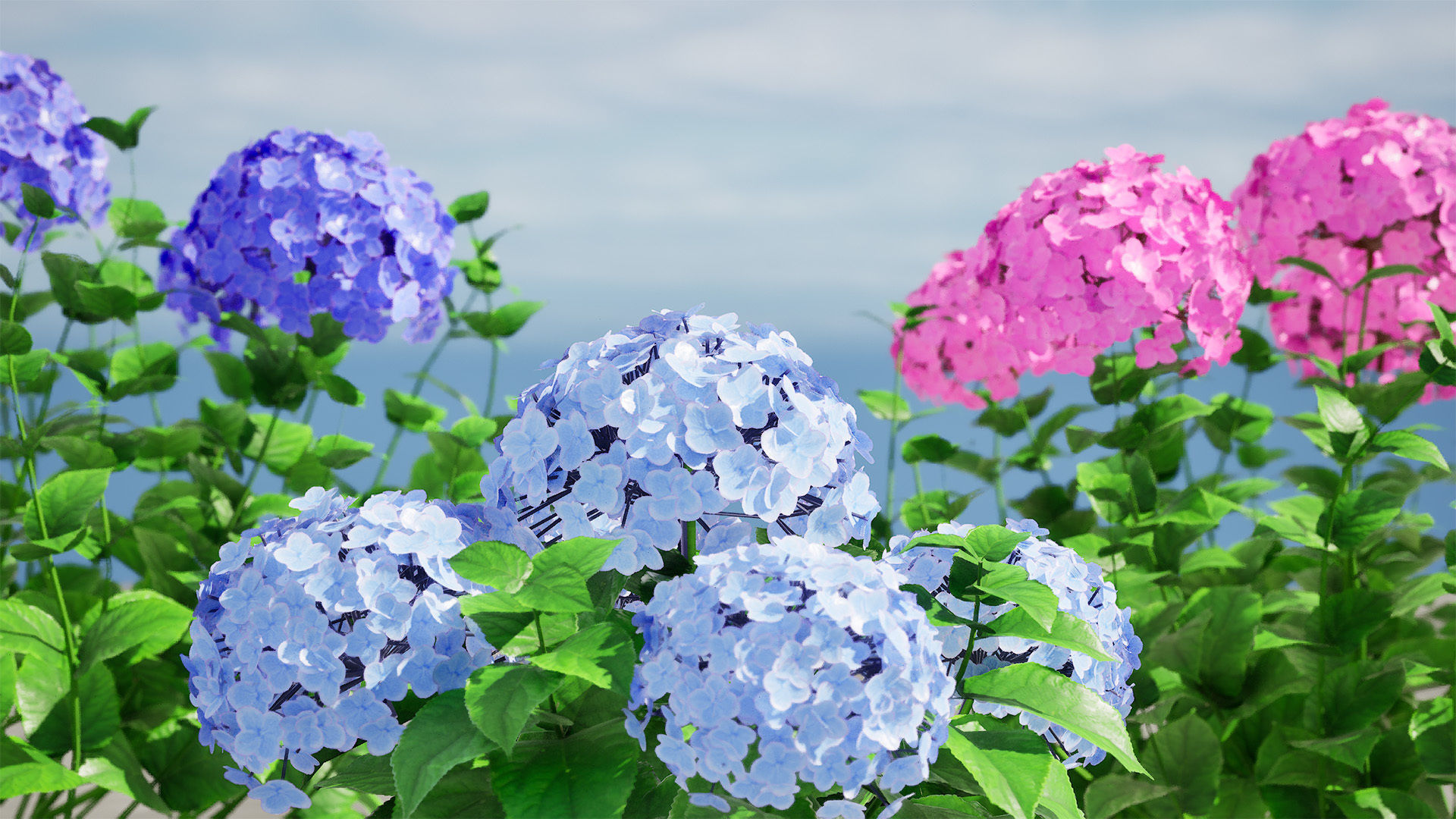 Big Daddy Hydrangea flower shrub with free tutorial Low-poly 3D model_10