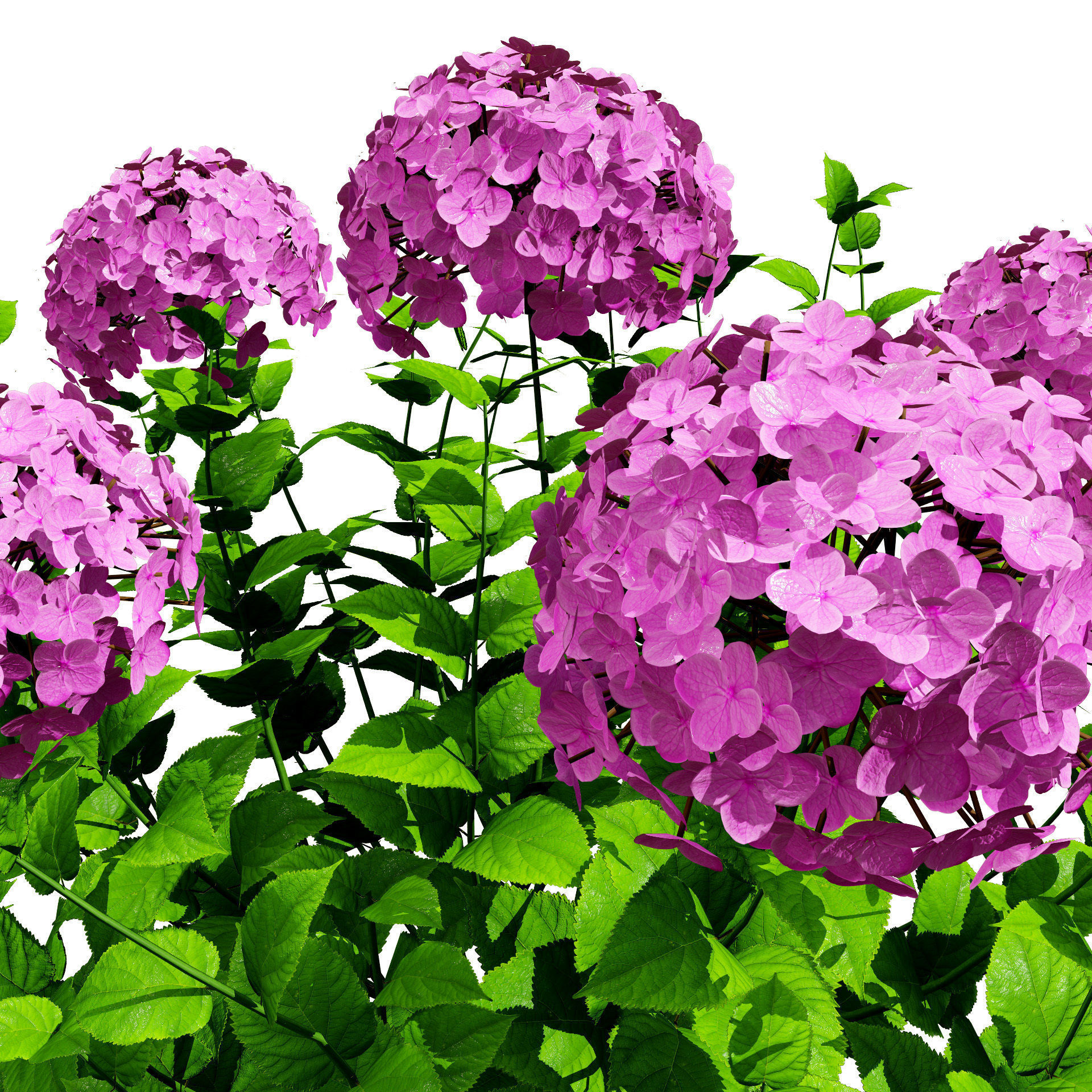 Big Daddy Hydrangea flower shrub with free tutorial Low-poly 3D model_7