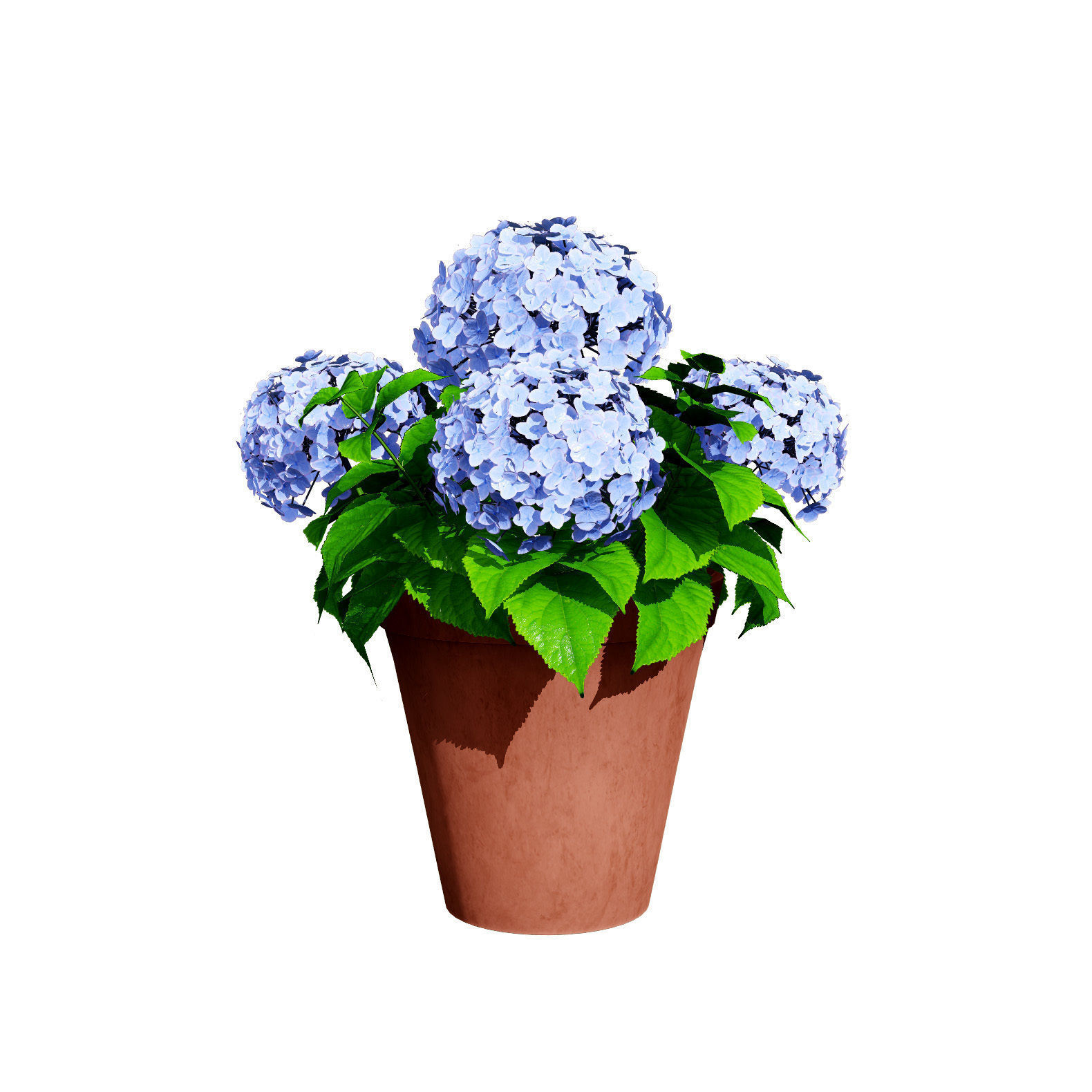 Big Daddy Hydrangea flower shrub with free tutorial Low-poly 3D model_3