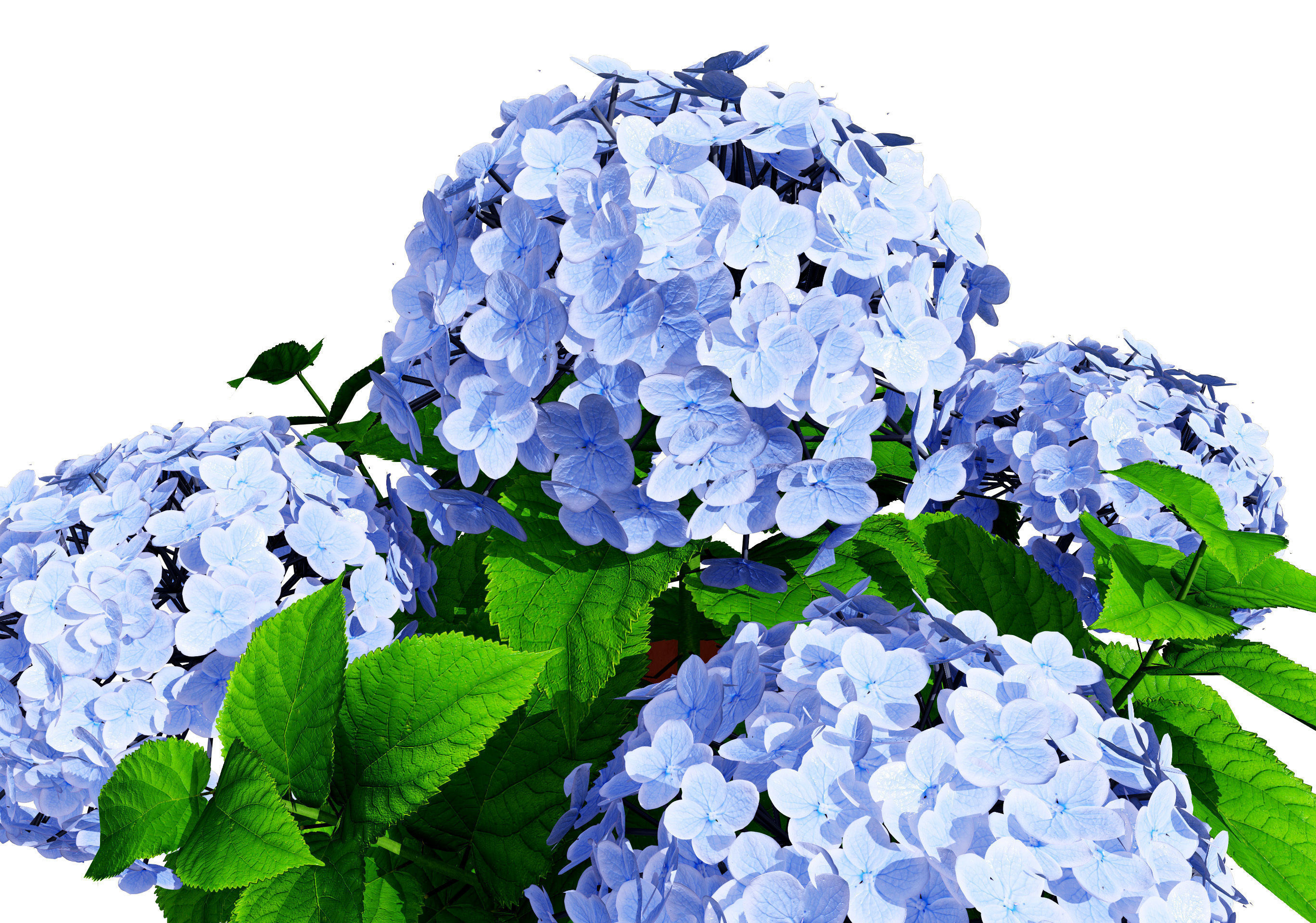 Big Daddy Hydrangea flower shrub with free tutorial Low-poly 3D model_5