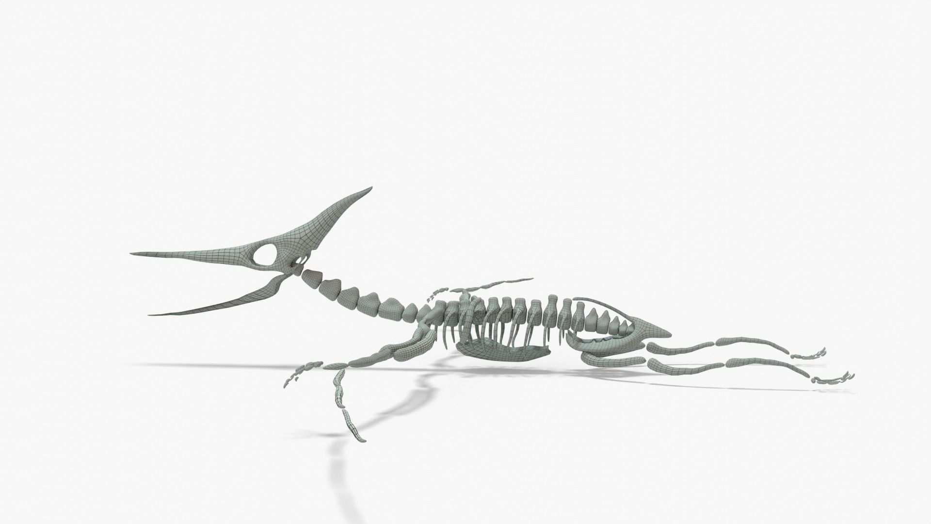 Pteranodon Rigged Skeleton Low-poly 3D model_15