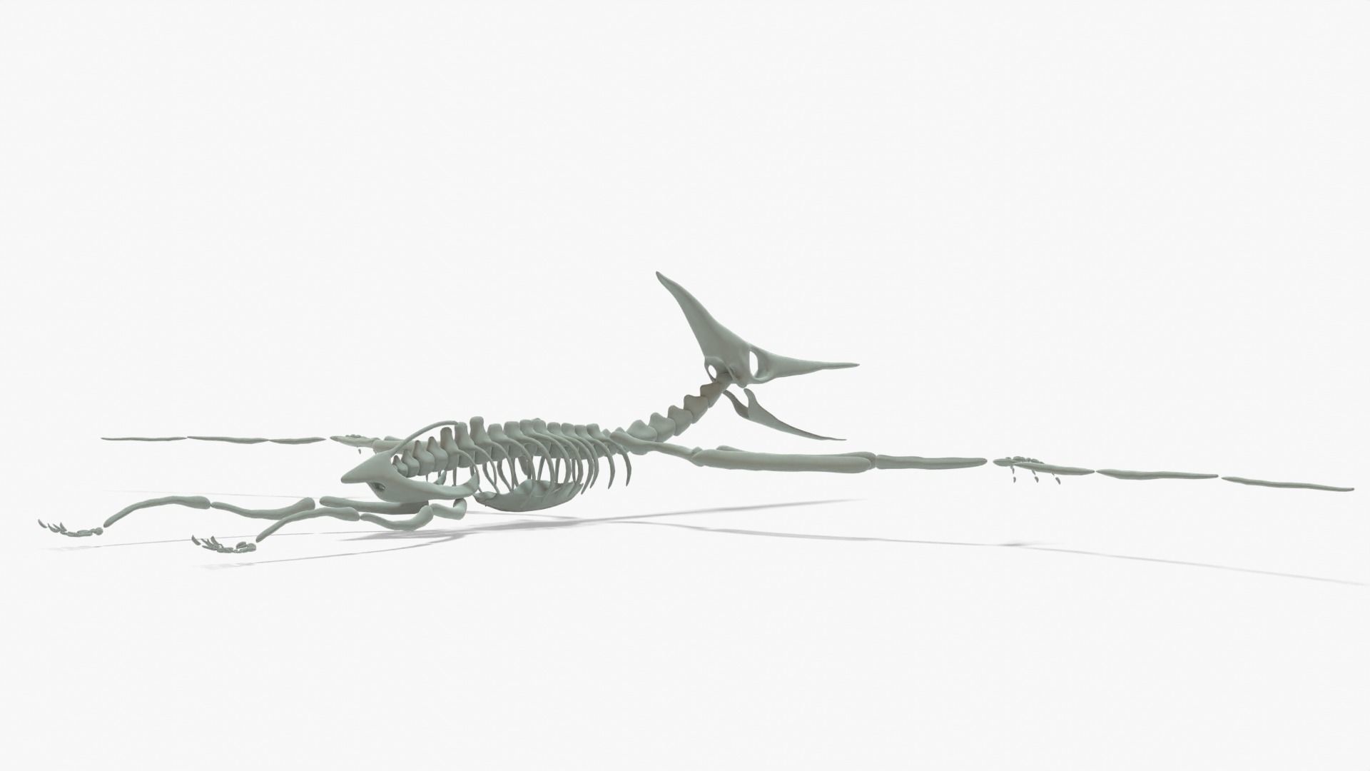 Pteranodon Rigged Skeleton Low-poly 3D model_9