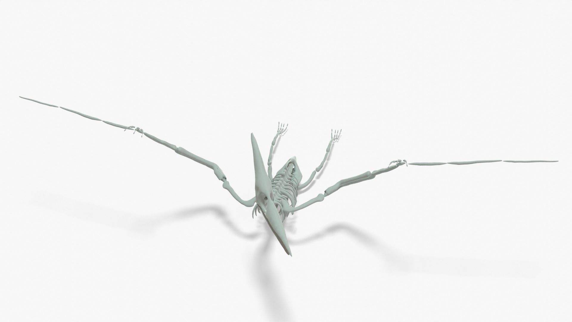 Pteranodon Rigged Skeleton Low-poly 3D model_5