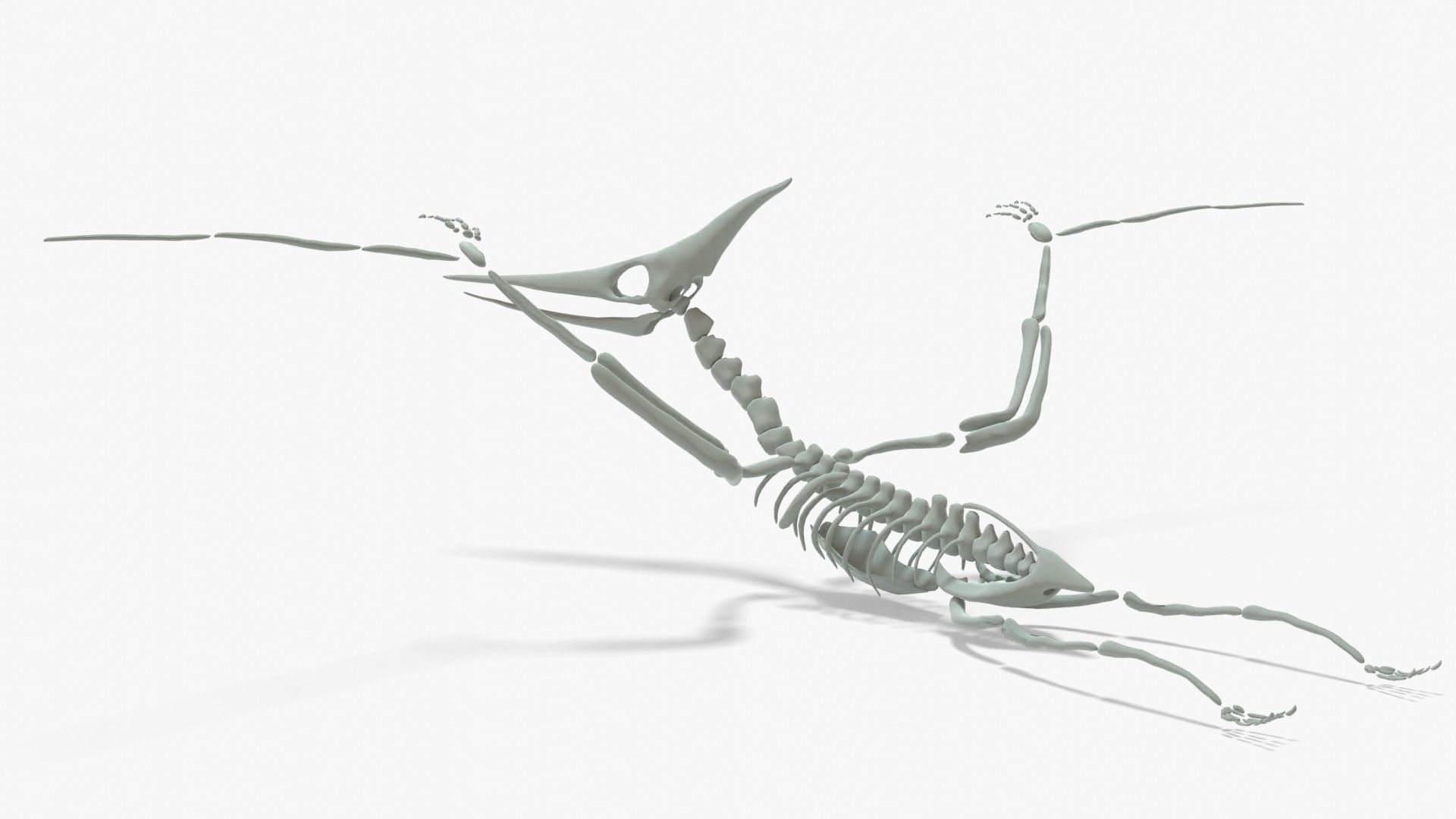 Pteranodon Rigged Skeleton Low-poly 3D model_2