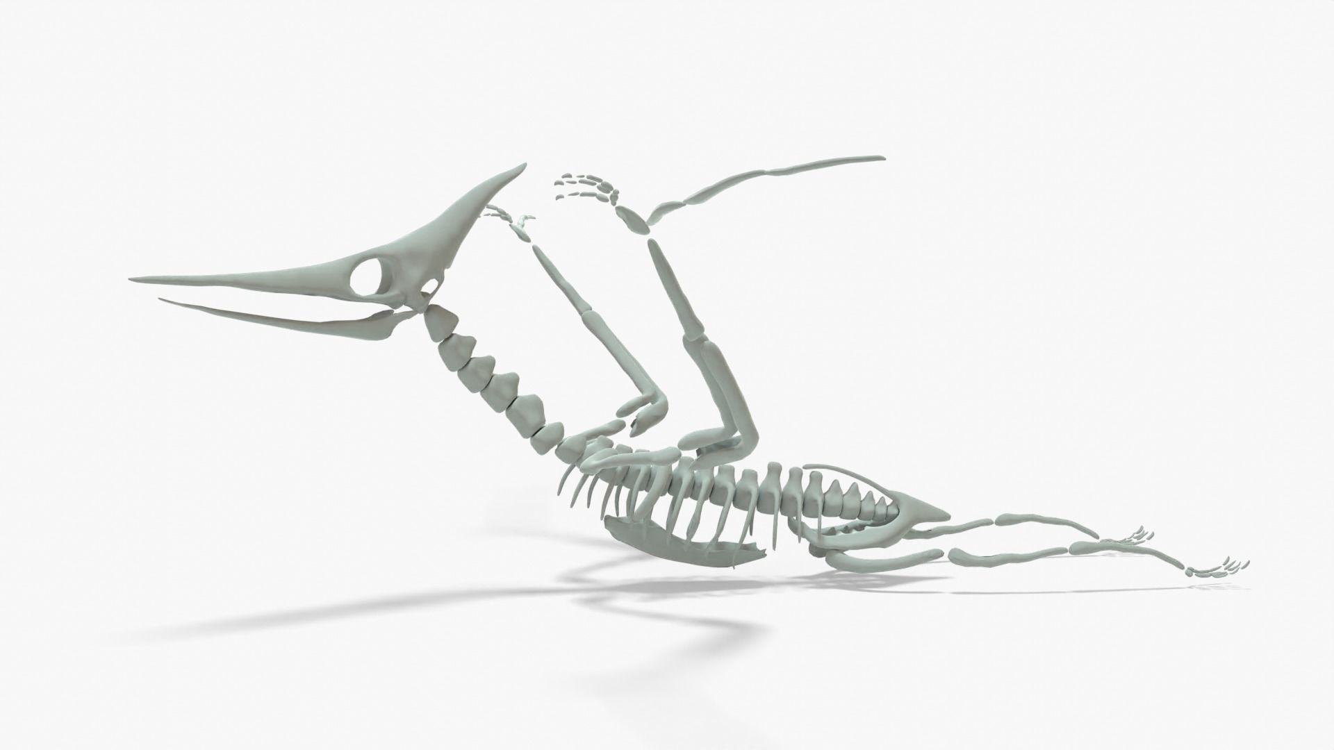 Pteranodon Rigged Skeleton Low-poly 3D model_1