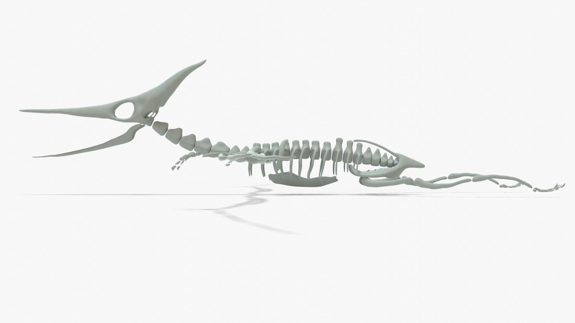 Pteranodon Rigged Skeleton Low-poly 3D model_17