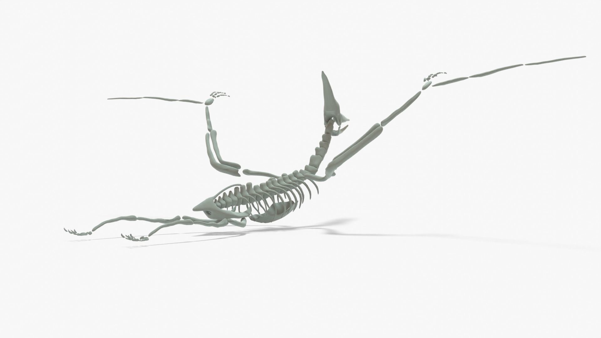 Pteranodon Rigged Skeleton Low-poly 3D model_3