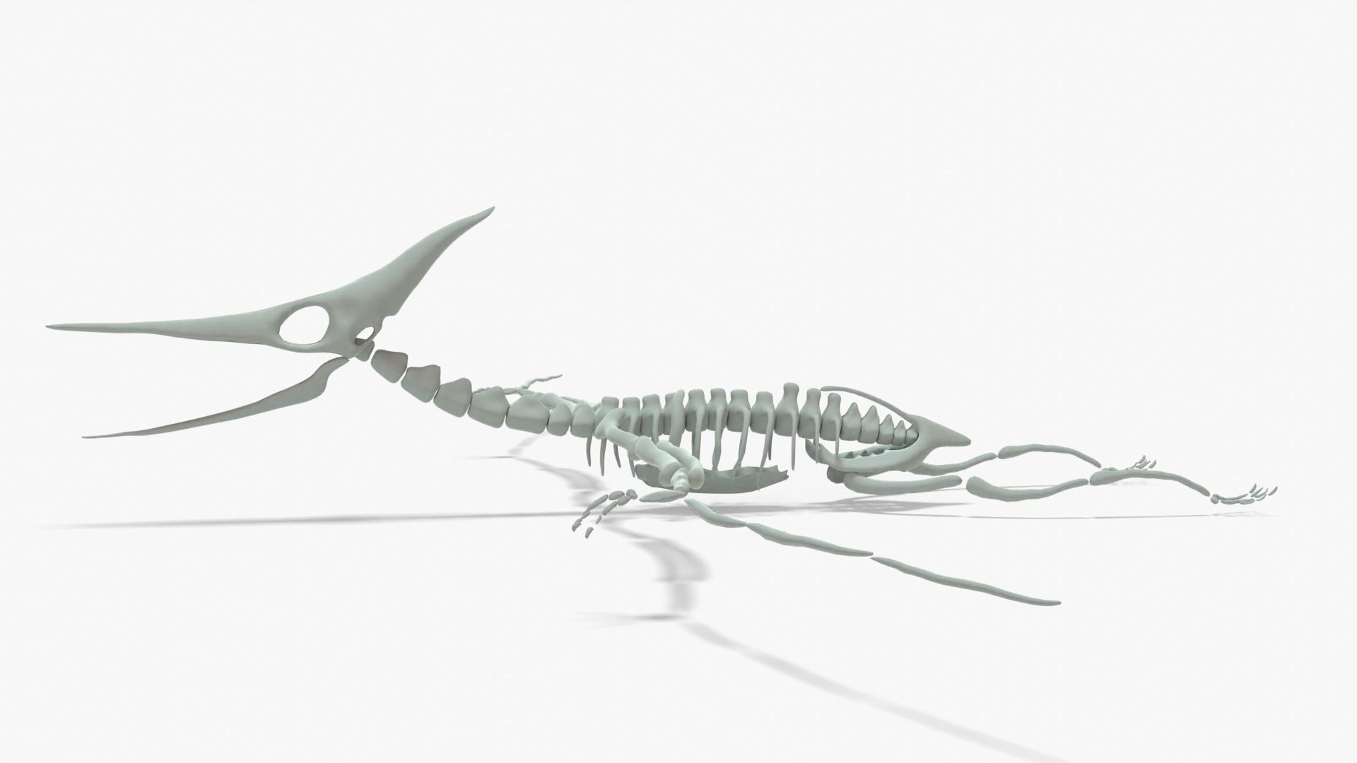 Pteranodon Rigged Skeleton Low-poly 3D model_7