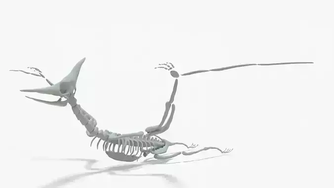 Pteranodon Rigged Skeleton Low-poly 3D model