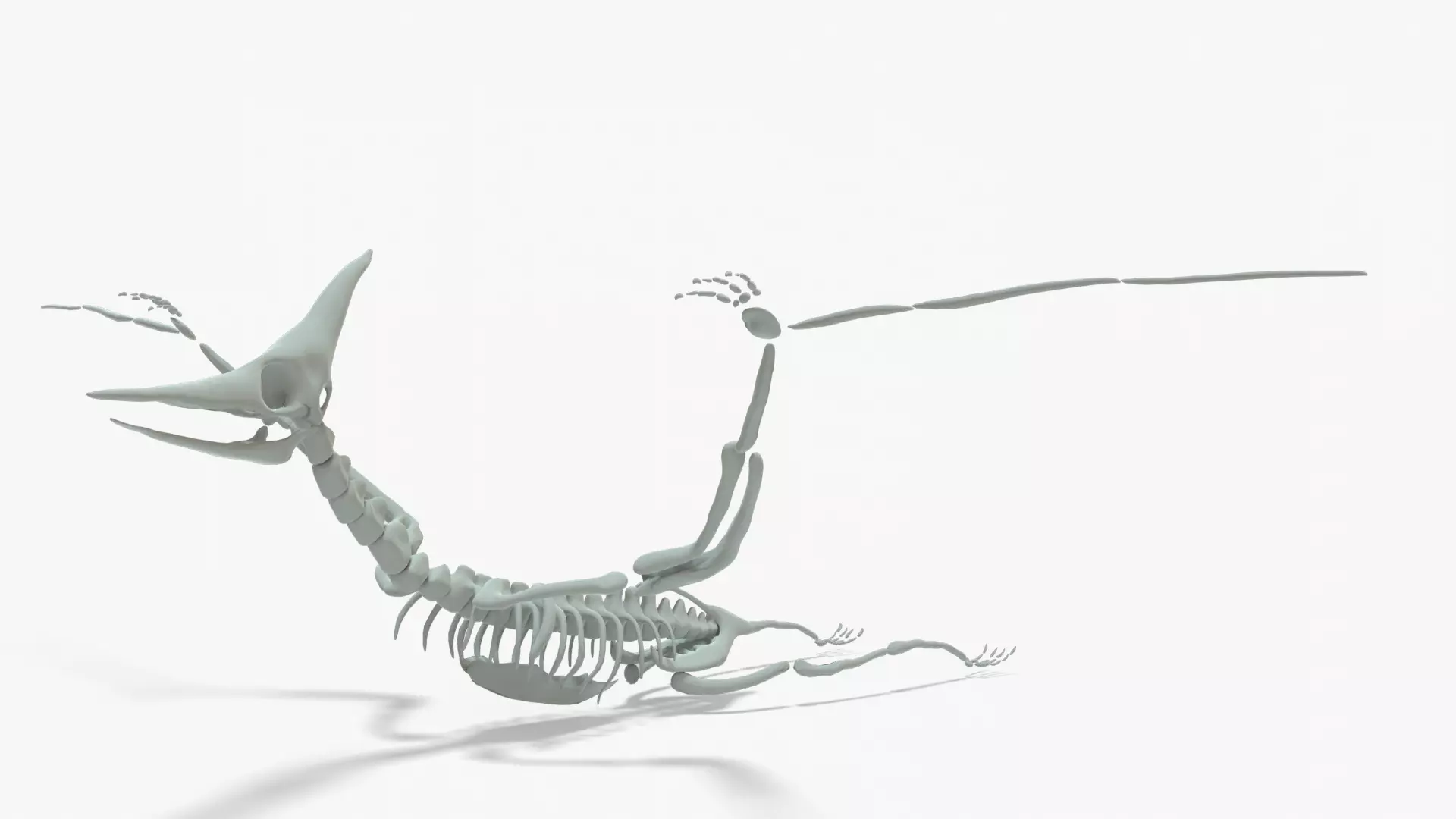 Pteranodon Rigged Skeleton Low-poly 3D model_0