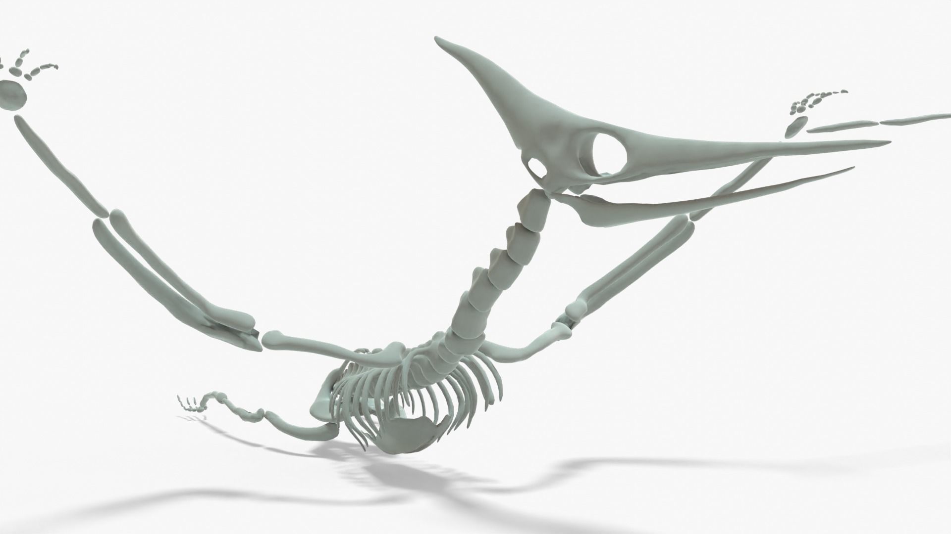 Pteranodon Rigged Skeleton Low-poly 3D model_4