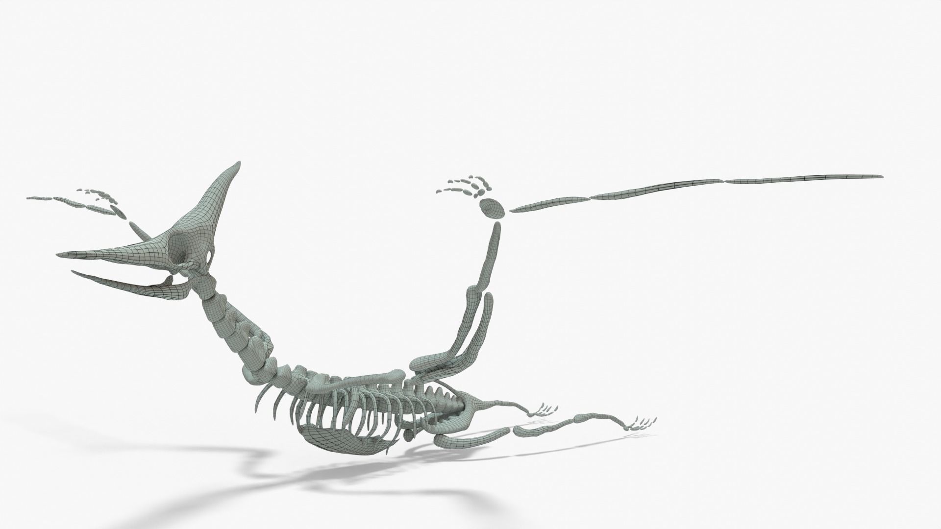 Pteranodon Rigged Skeleton Low-poly 3D model_14