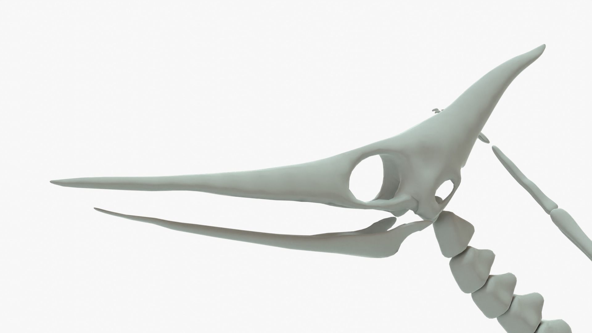 Pteranodon Rigged Skeleton Low-poly 3D model_6