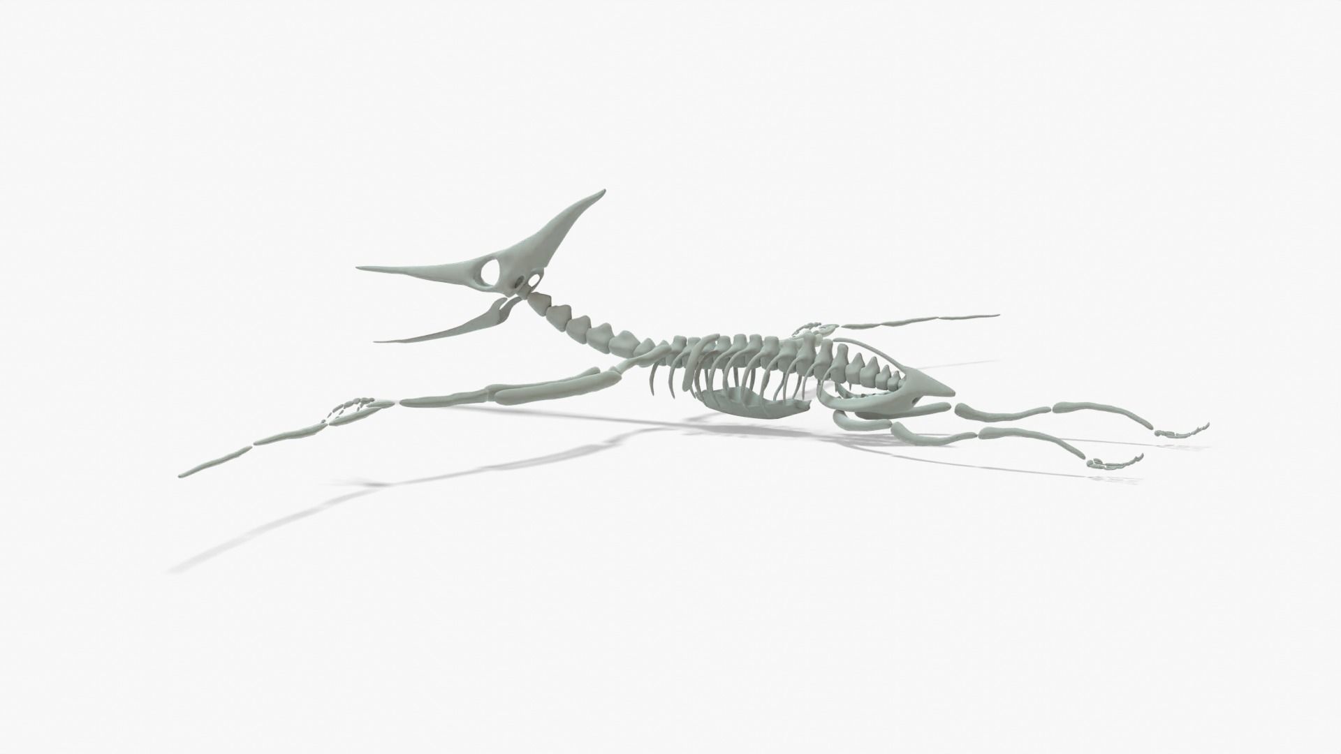 Pteranodon Rigged Skeleton Low-poly 3D model_8