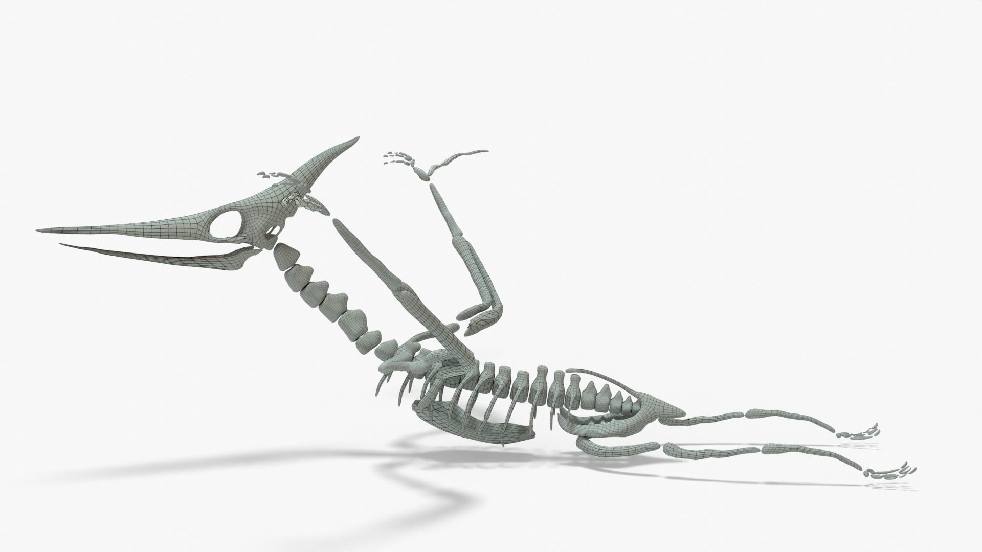 Pteranodon Rigged Skeleton Low-poly 3D model_13