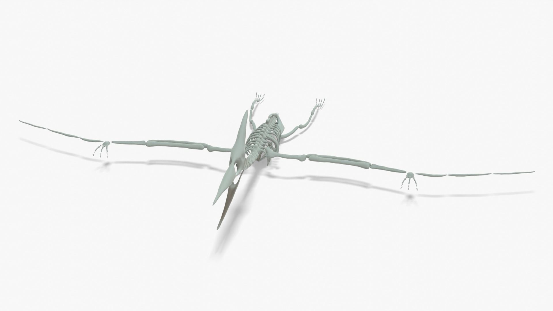 Pteranodon Rigged Skeleton Low-poly 3D model_11