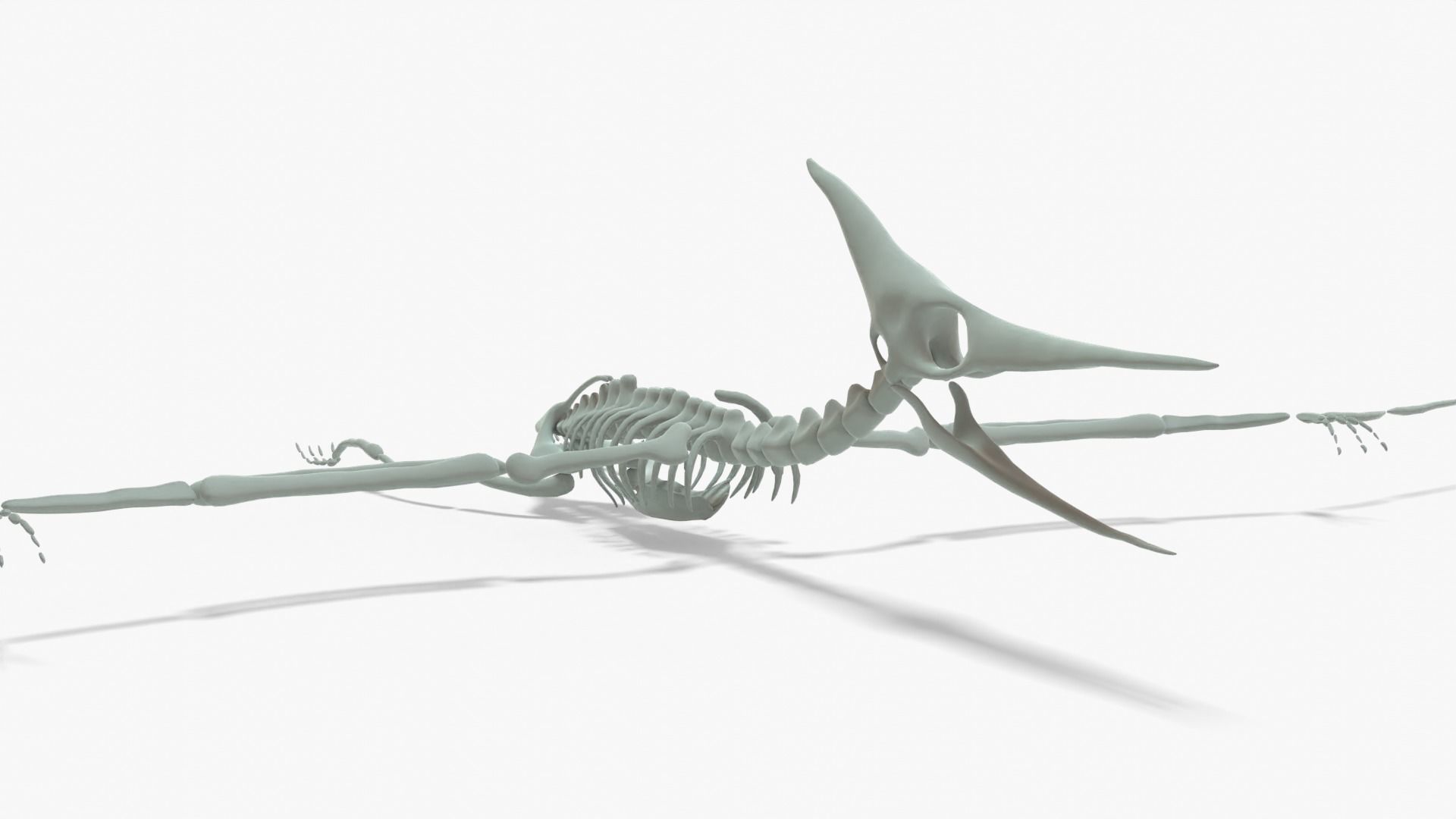 Pteranodon Rigged Skeleton Low-poly 3D model_10