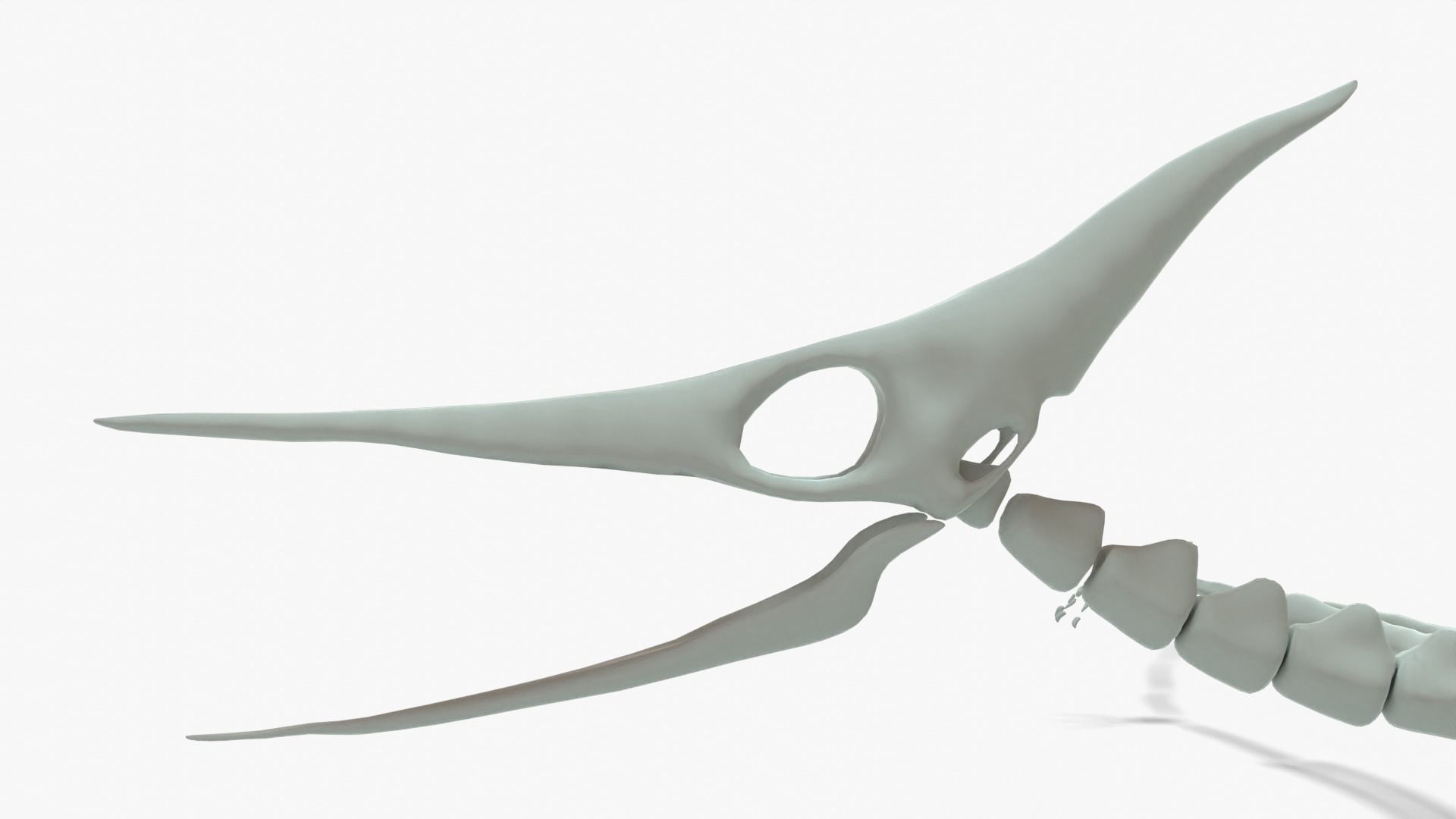Pteranodon Rigged Skeleton Low-poly 3D model_12