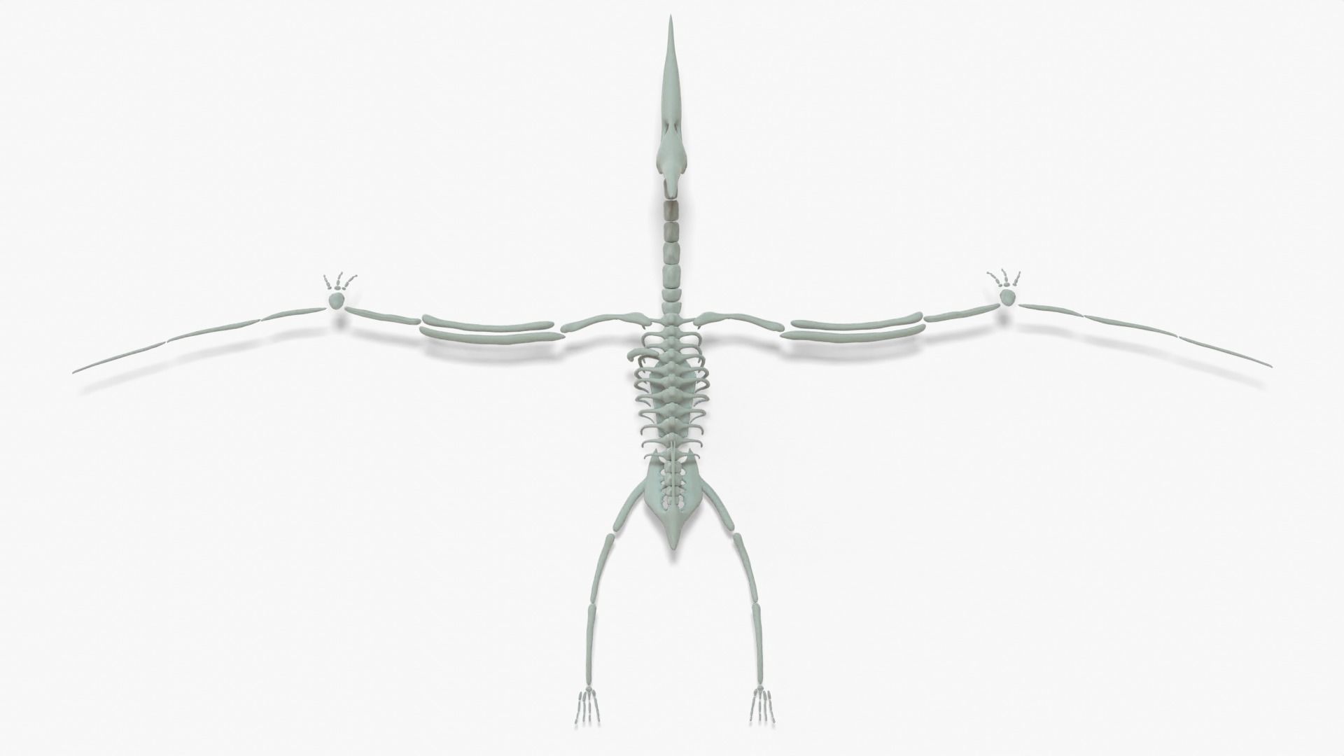 Pteranodon Rigged Skeleton Low-poly 3D model_18