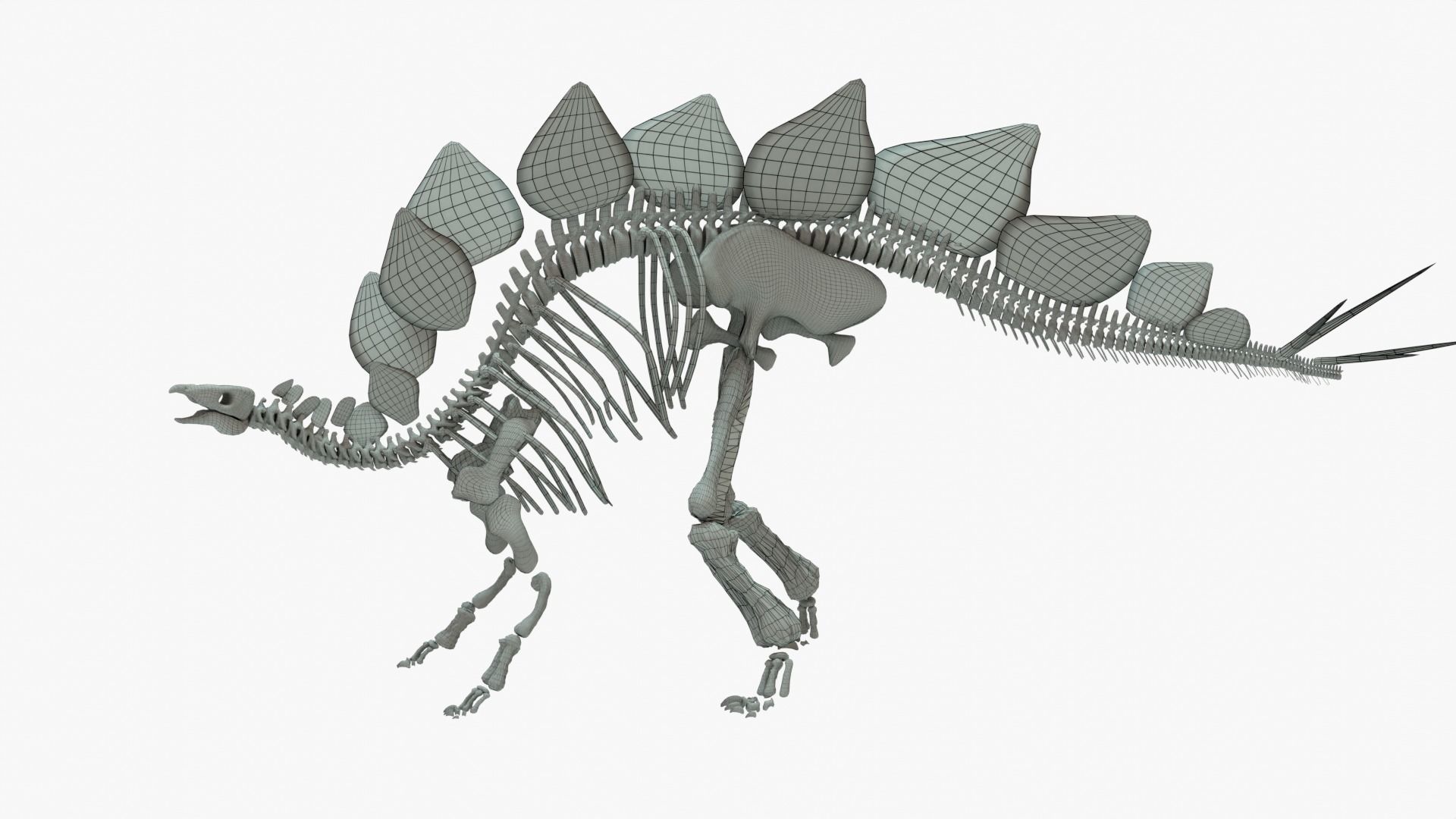 Stegosaurus Rigged Skeleton Low-poly 3D model_14