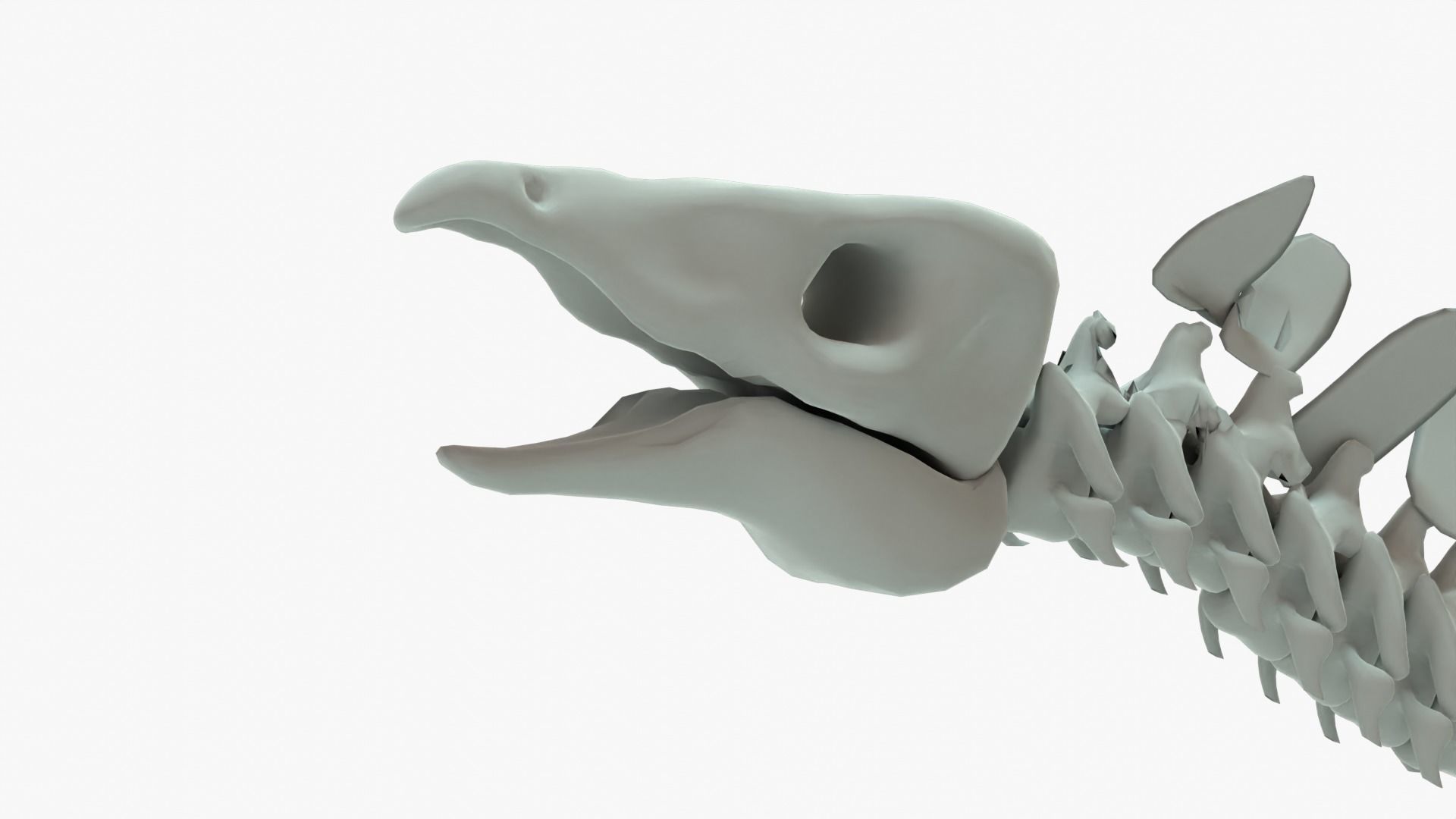 Stegosaurus Rigged Skeleton Low-poly 3D model_6