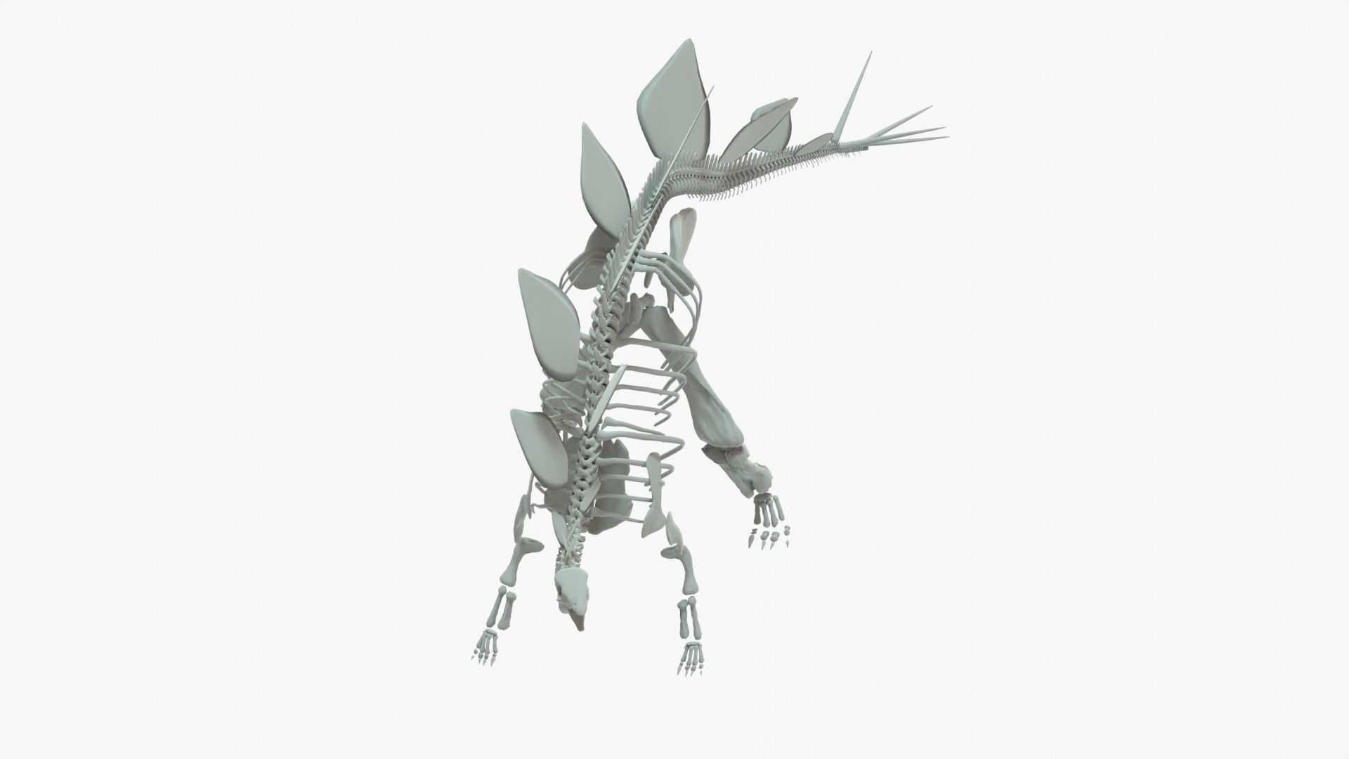 Stegosaurus Rigged Skeleton Low-poly 3D model_5