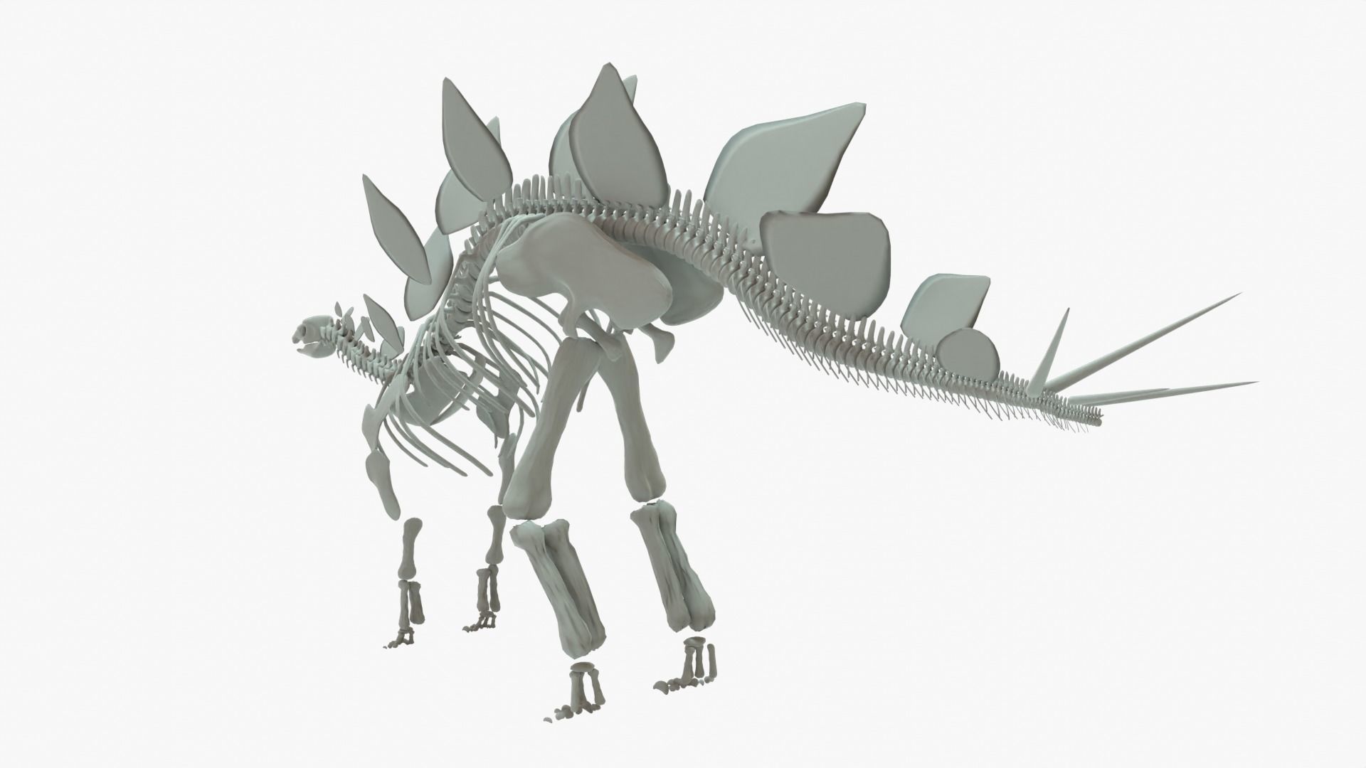 Stegosaurus Rigged Skeleton Low-poly 3D model_8
