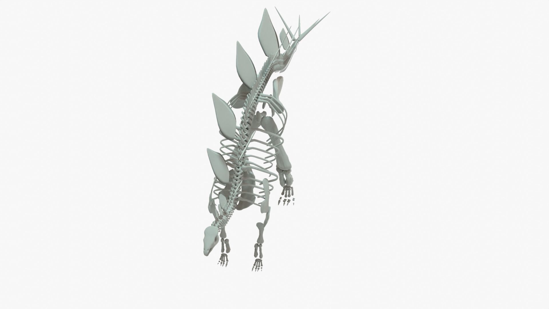 Stegosaurus Rigged Skeleton Low-poly 3D model_11