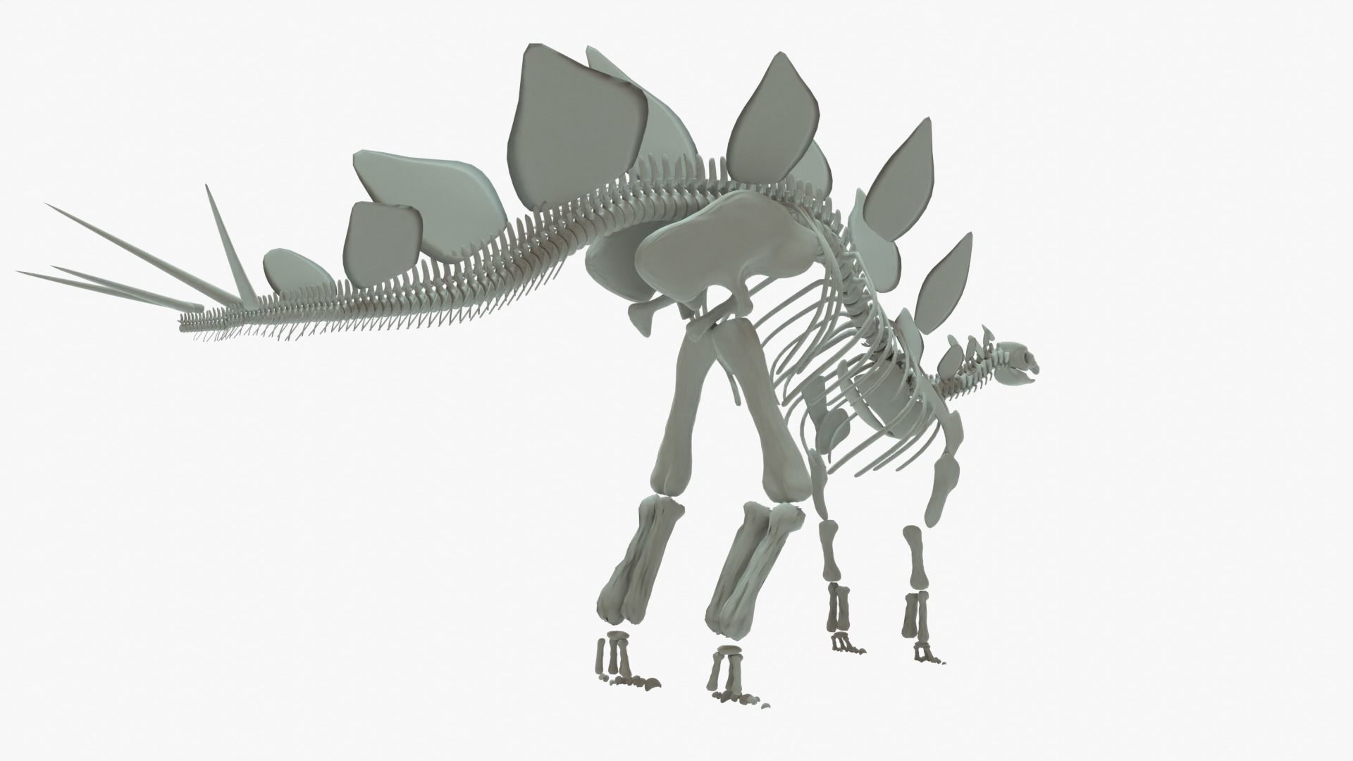 Stegosaurus Rigged Skeleton Low-poly 3D model_9